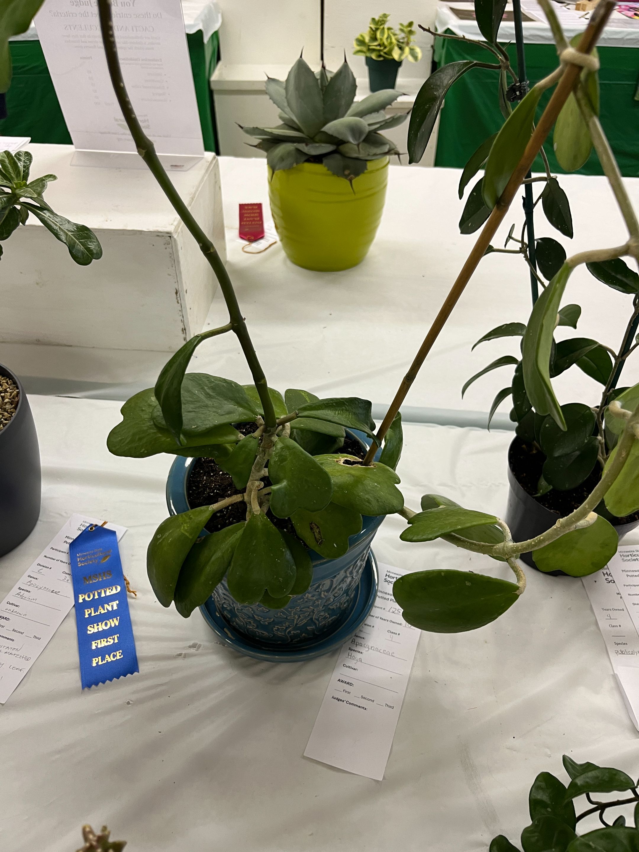 Genus: Apocynaceae, Species: Hoya