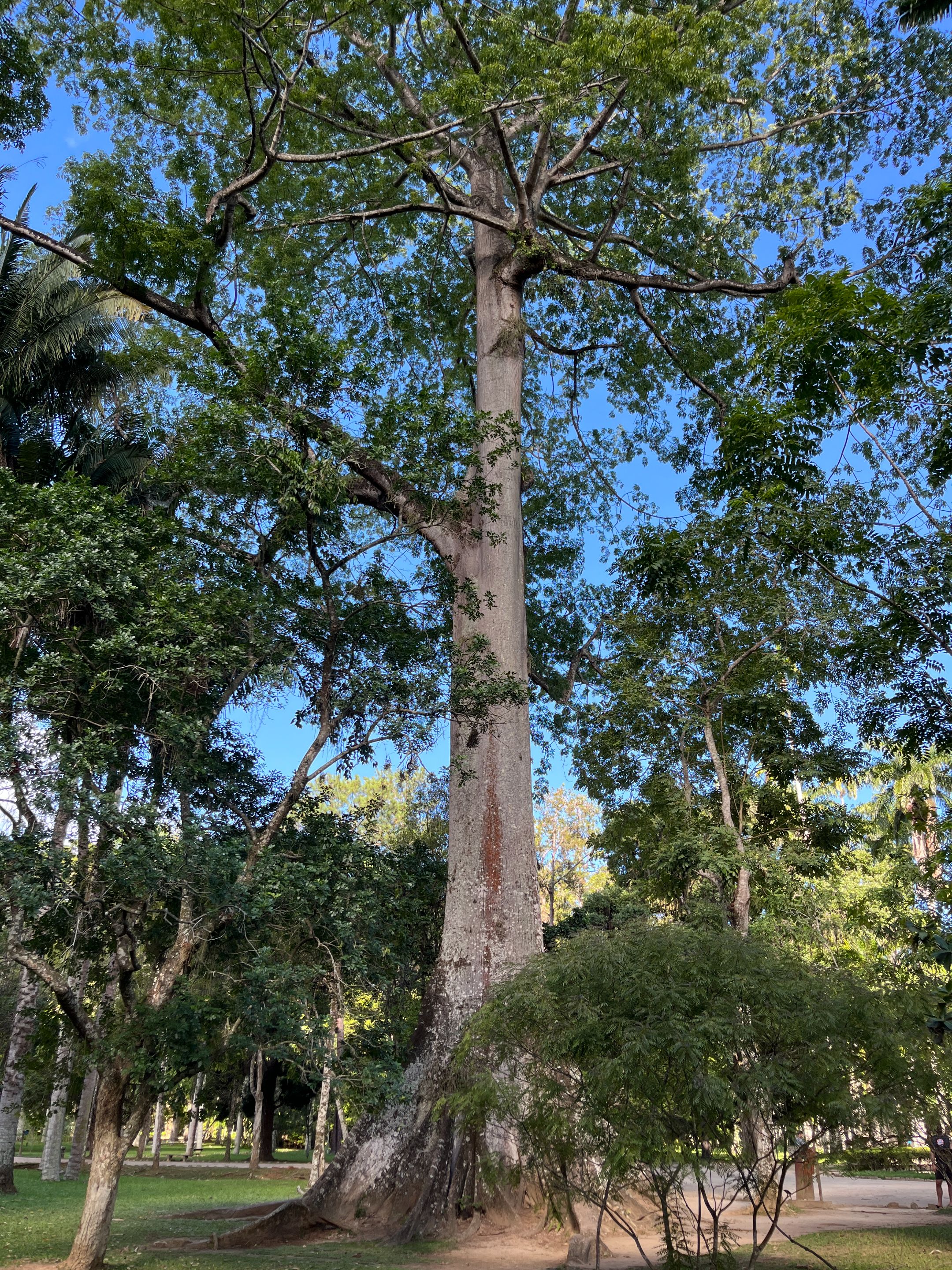 Samaúma (Ceiba pentandra)
