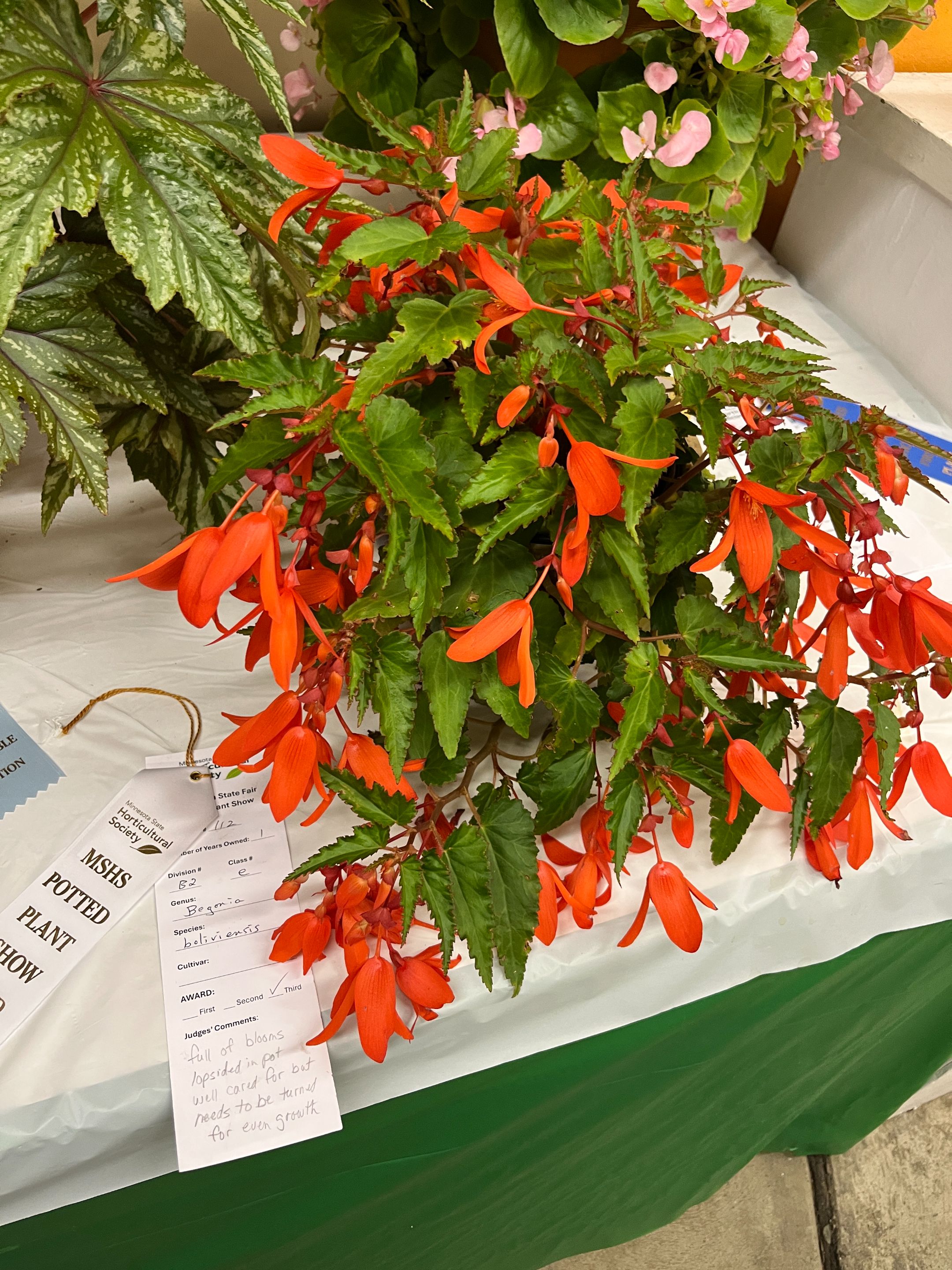 Genus: Begonia, Species: Boliviensis