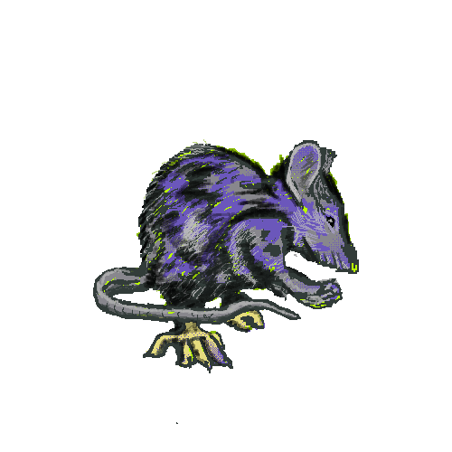 rat1.gif