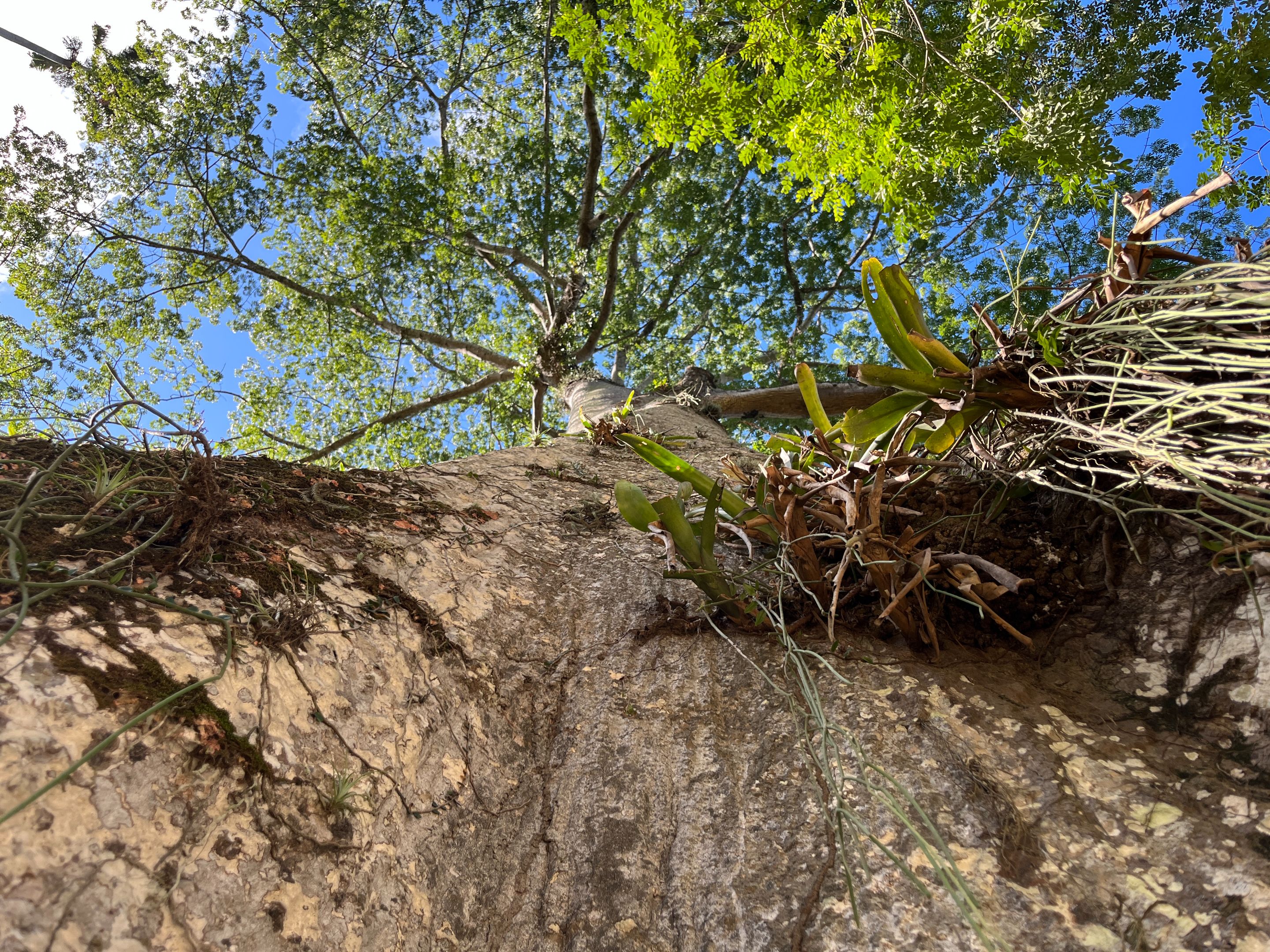 standing at the bottom looking up
