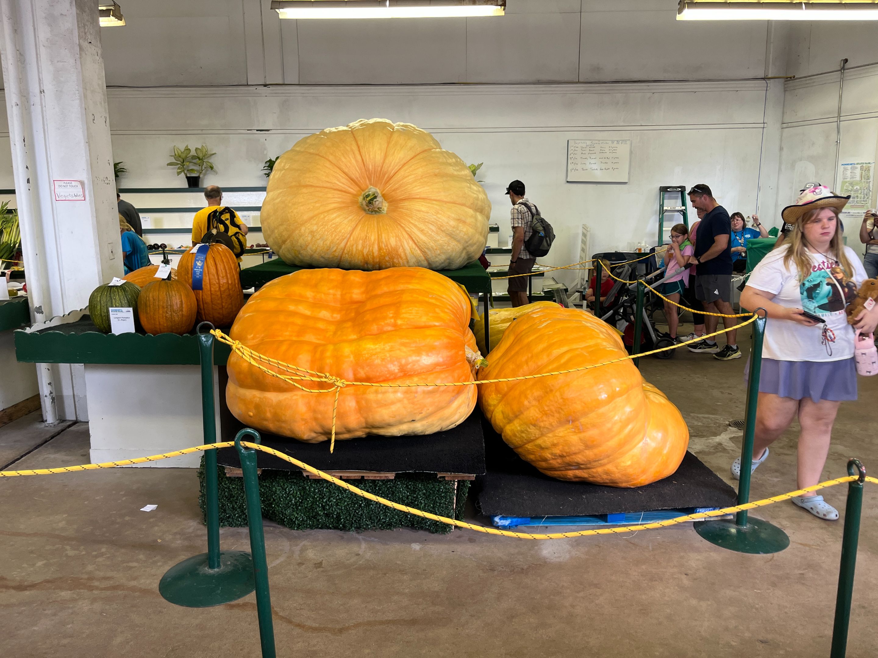 big ol pumpkins