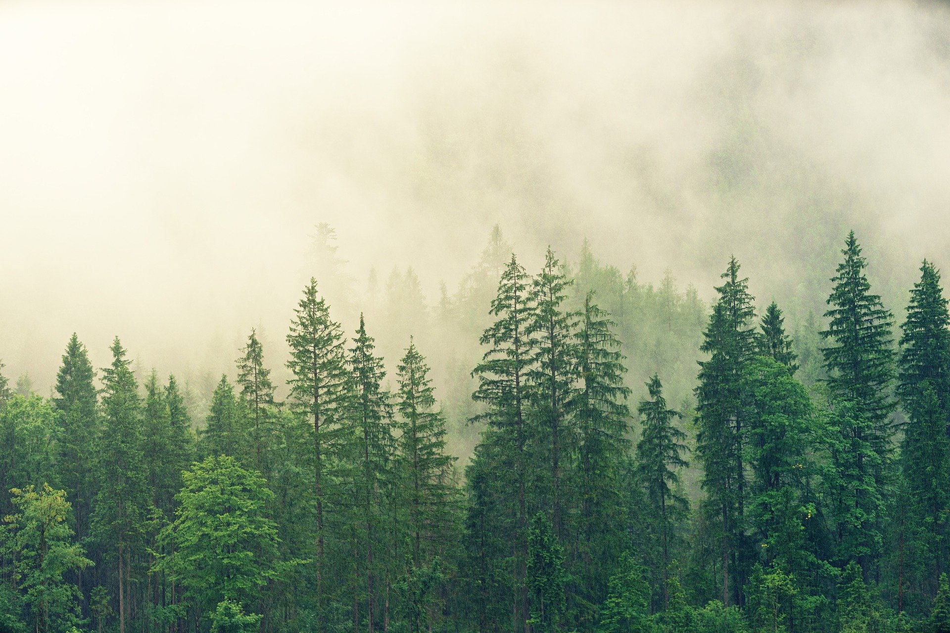 forest-gaeddf9387_1920.jpg