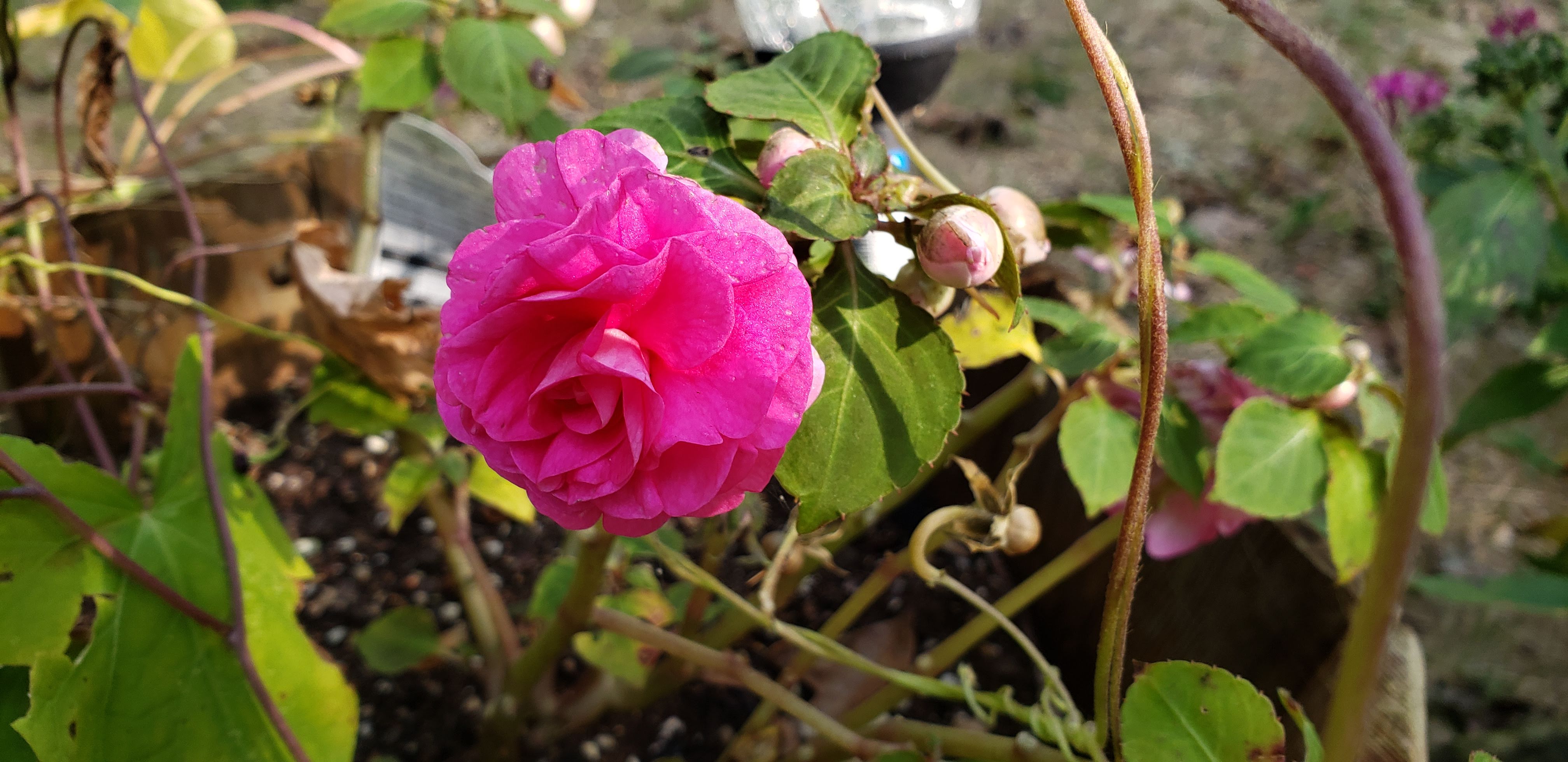 20200921_094413.jpg