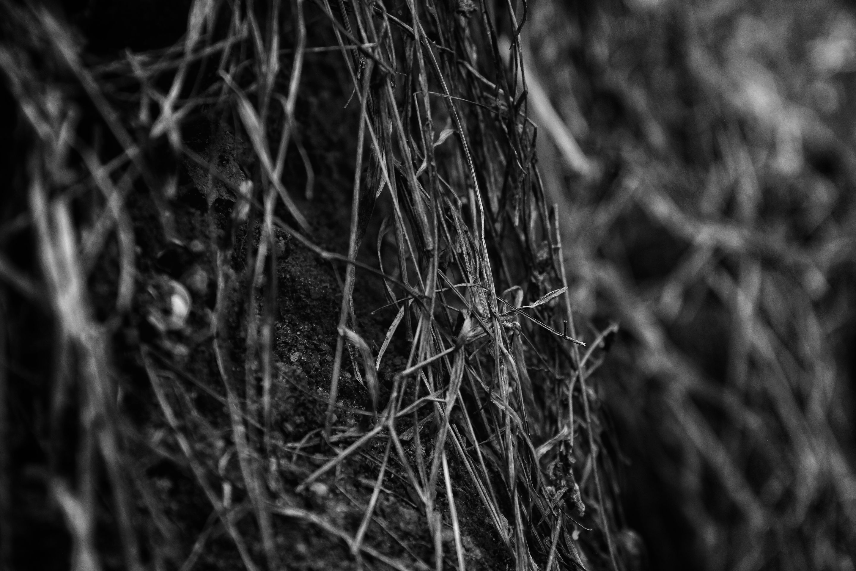 IMG_5604-01-01.jpeg