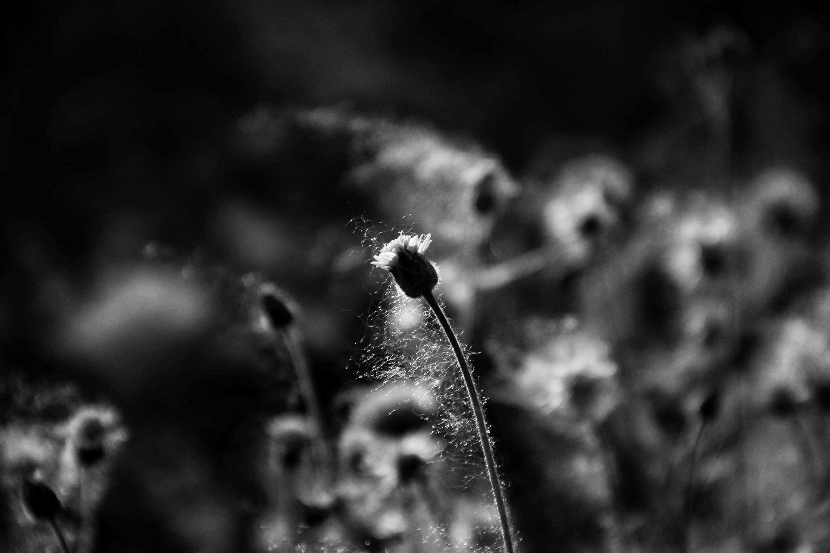 1000155741.jpg