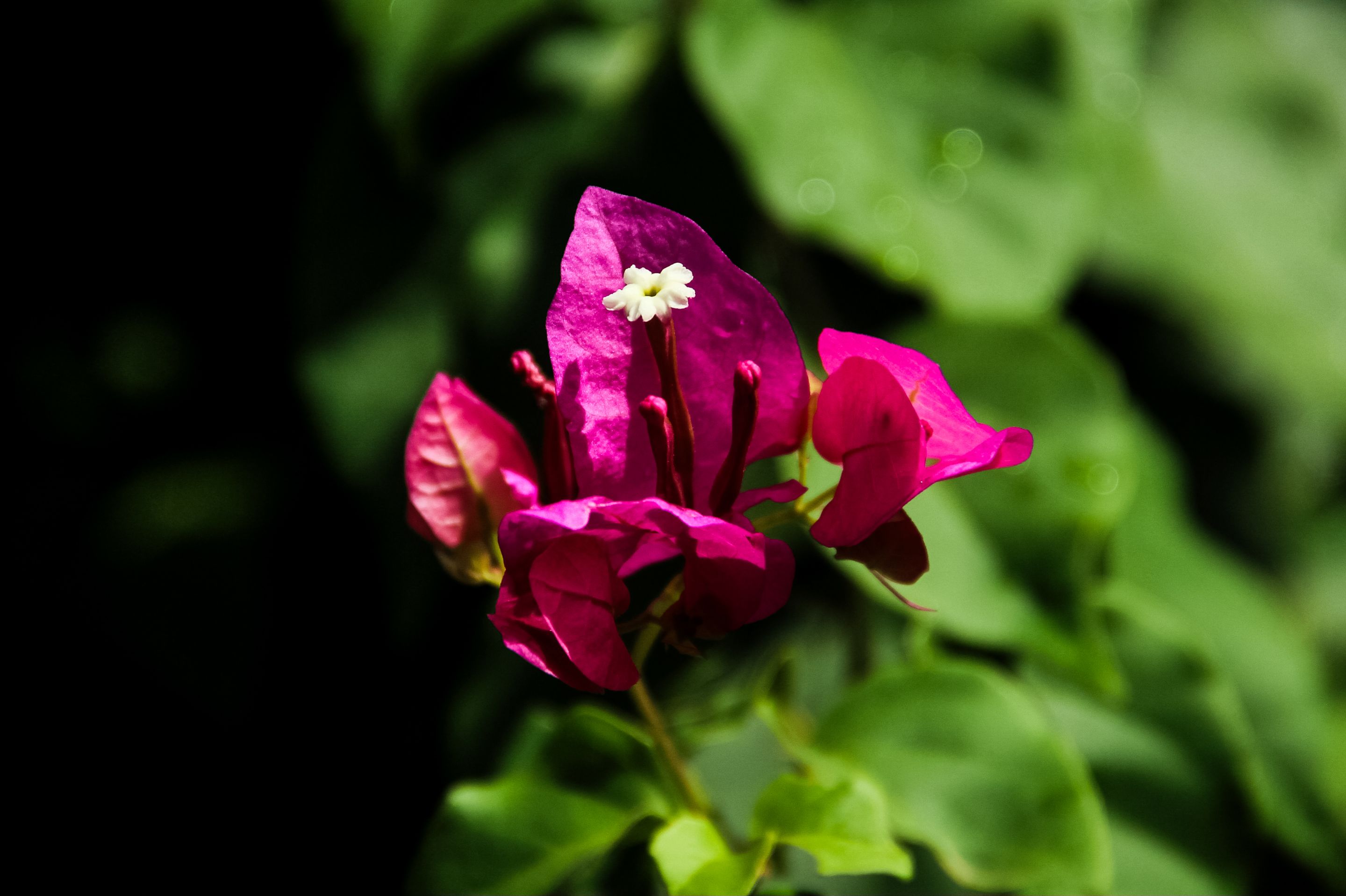 IMG_6567.jpg