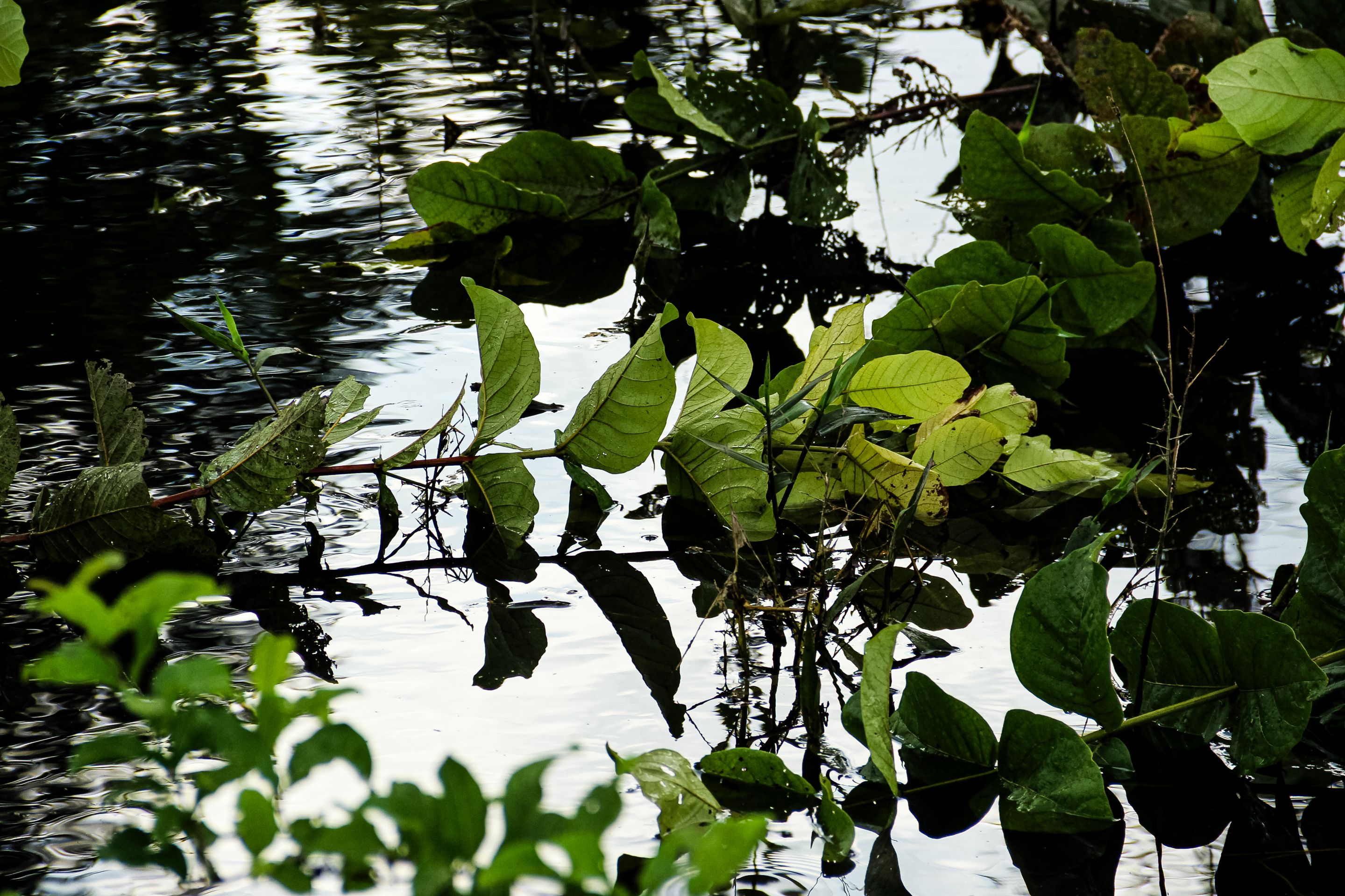 IMG_7316.jpg