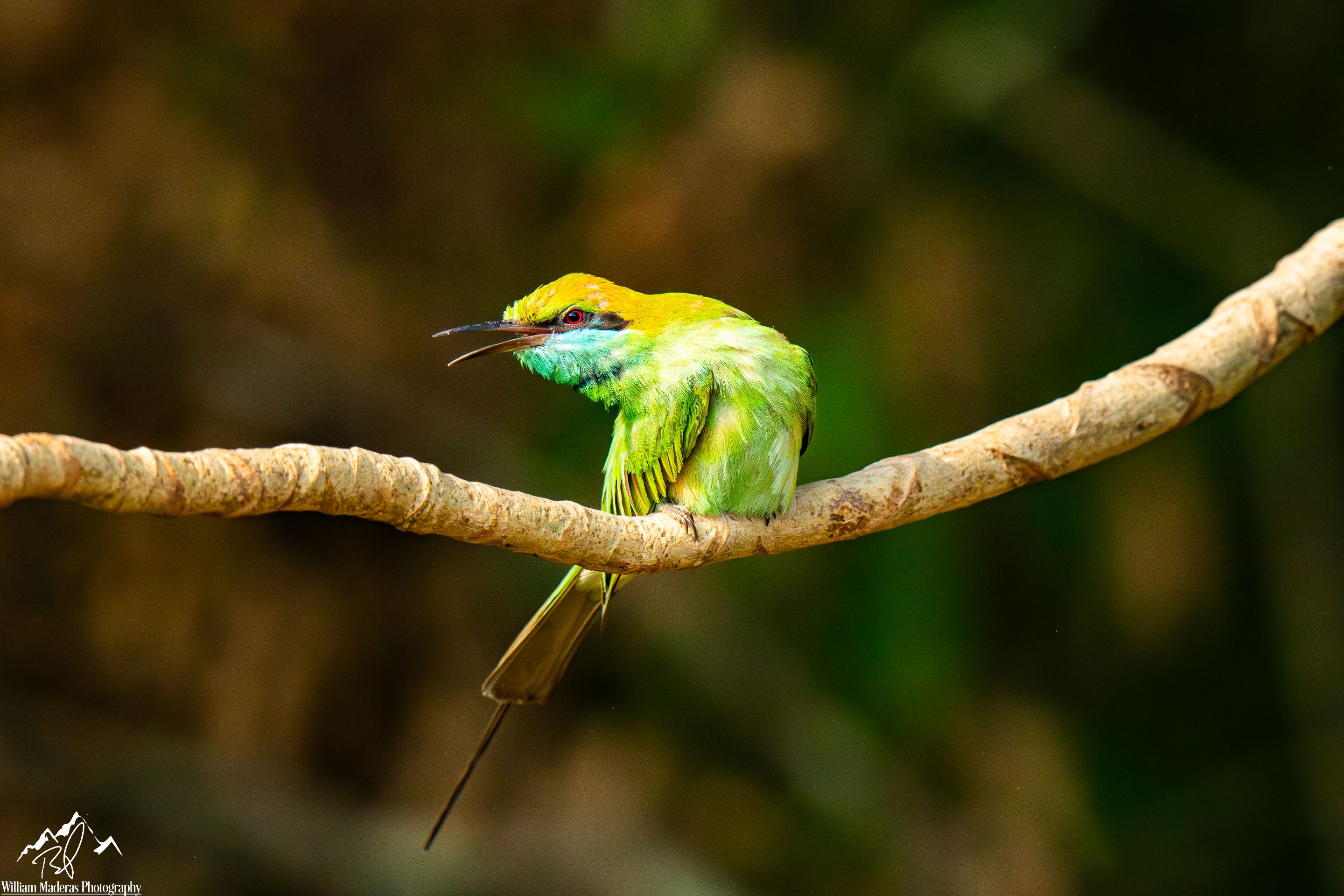 GreenBeeEater6255.jpg