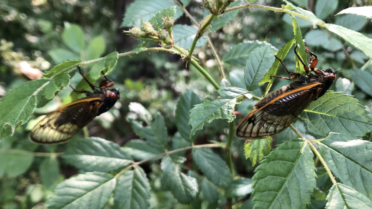 CicadaBushes1.JPG