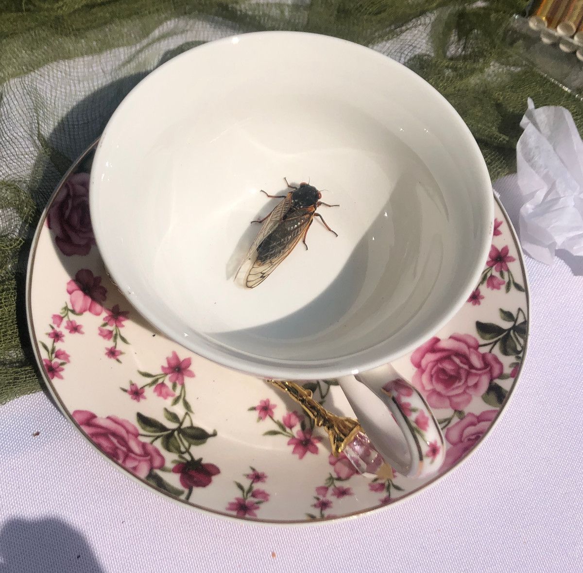 CicadaTeacup.JPG
