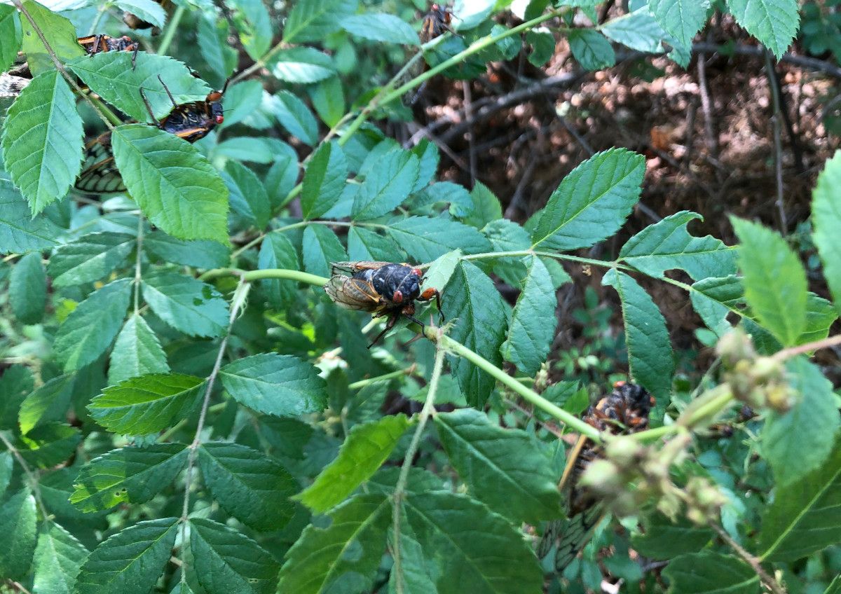 CicadaBushes2.JPG