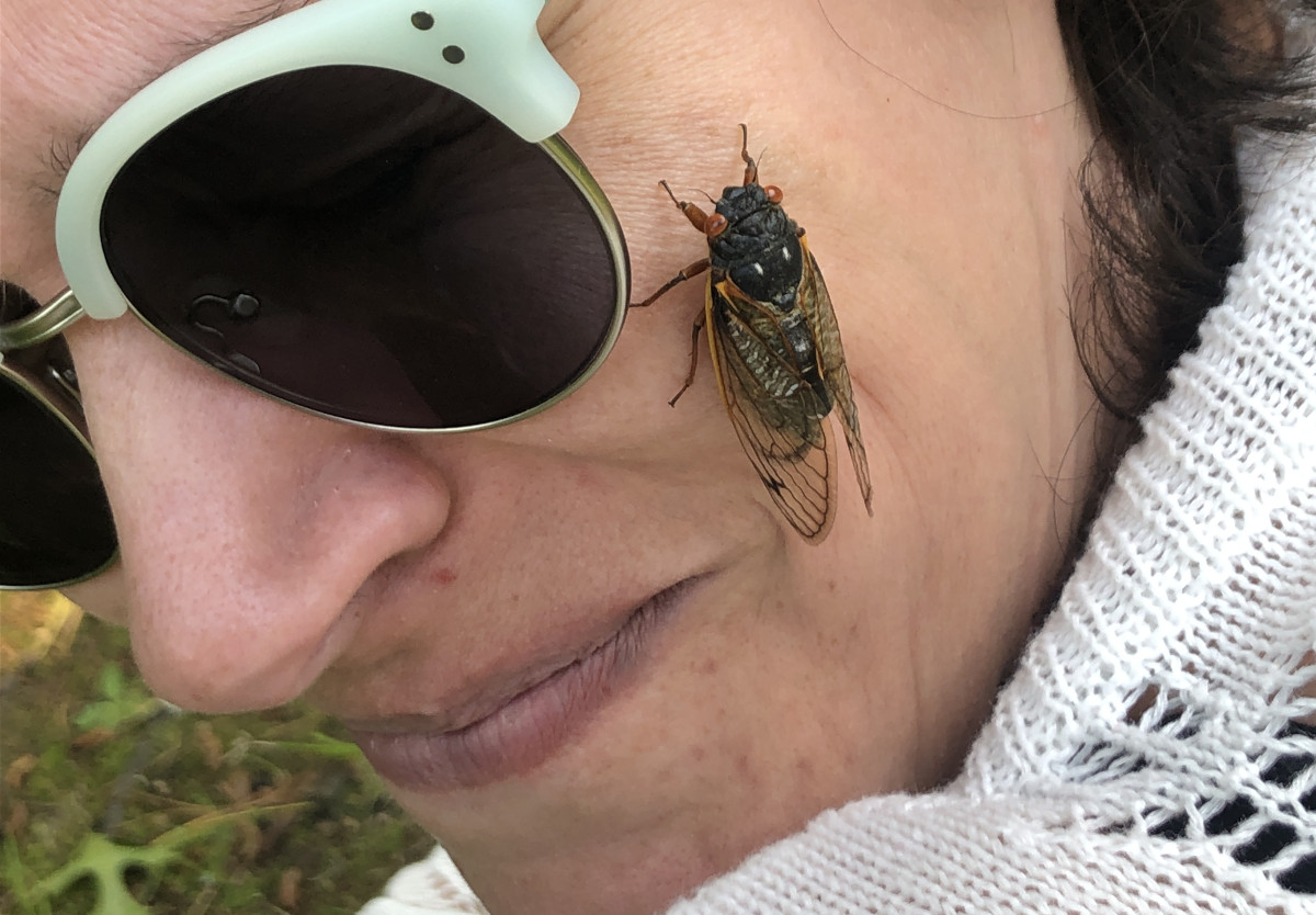 CicadaFace.JPG