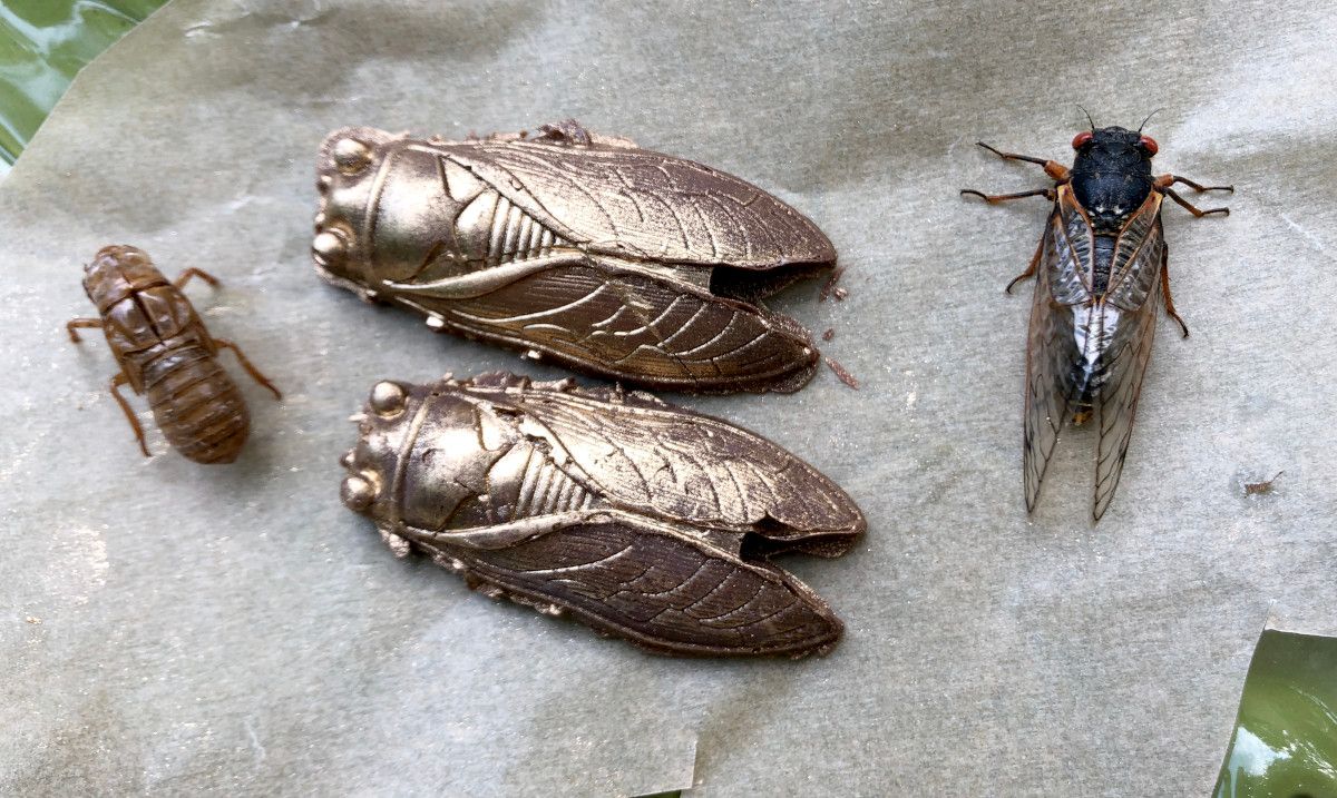CicadaChocolate.JPG