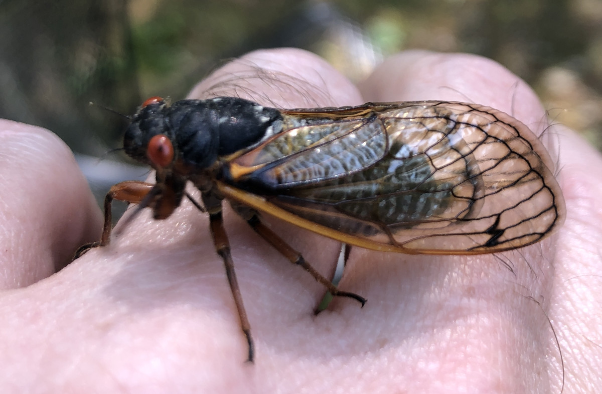CicadaHand.JPG