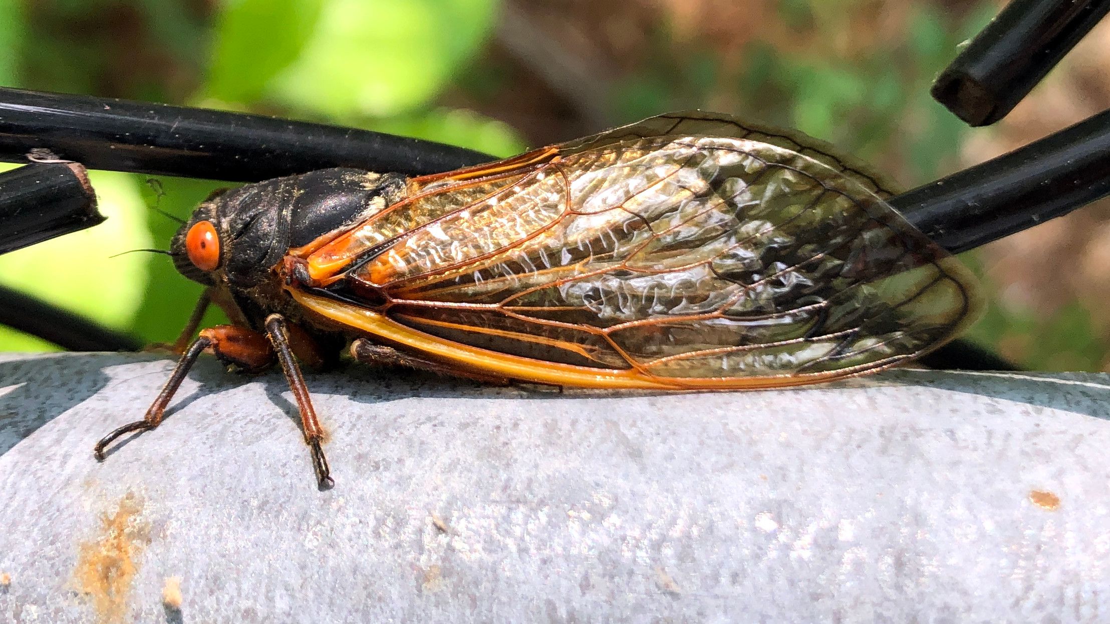 CicadaWallpaper.JPG