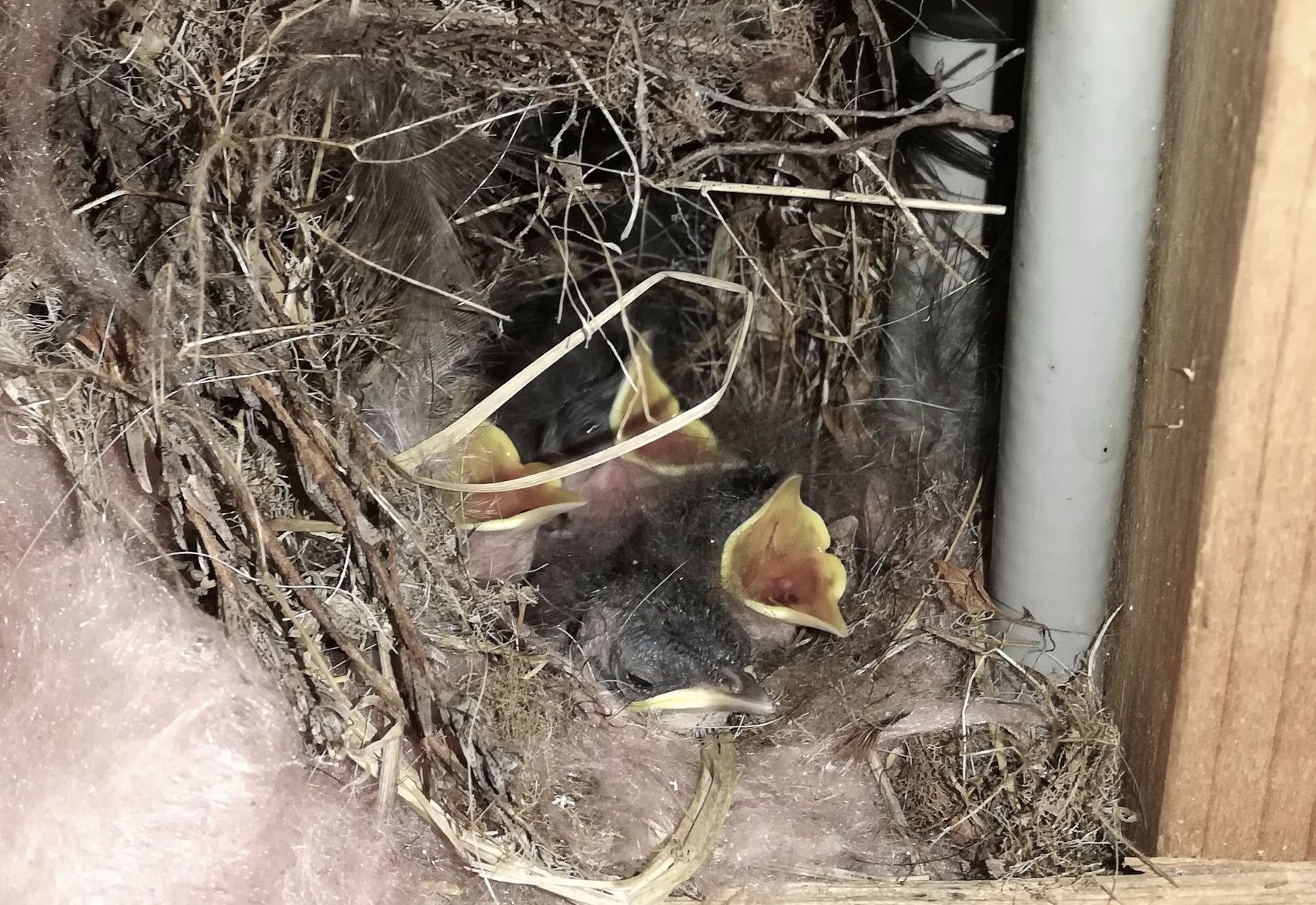 Birds_Need.jpg
