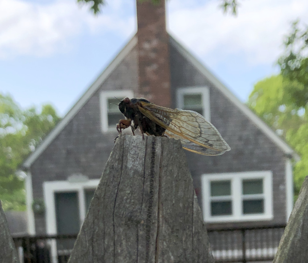 CicadaHouse.JPG