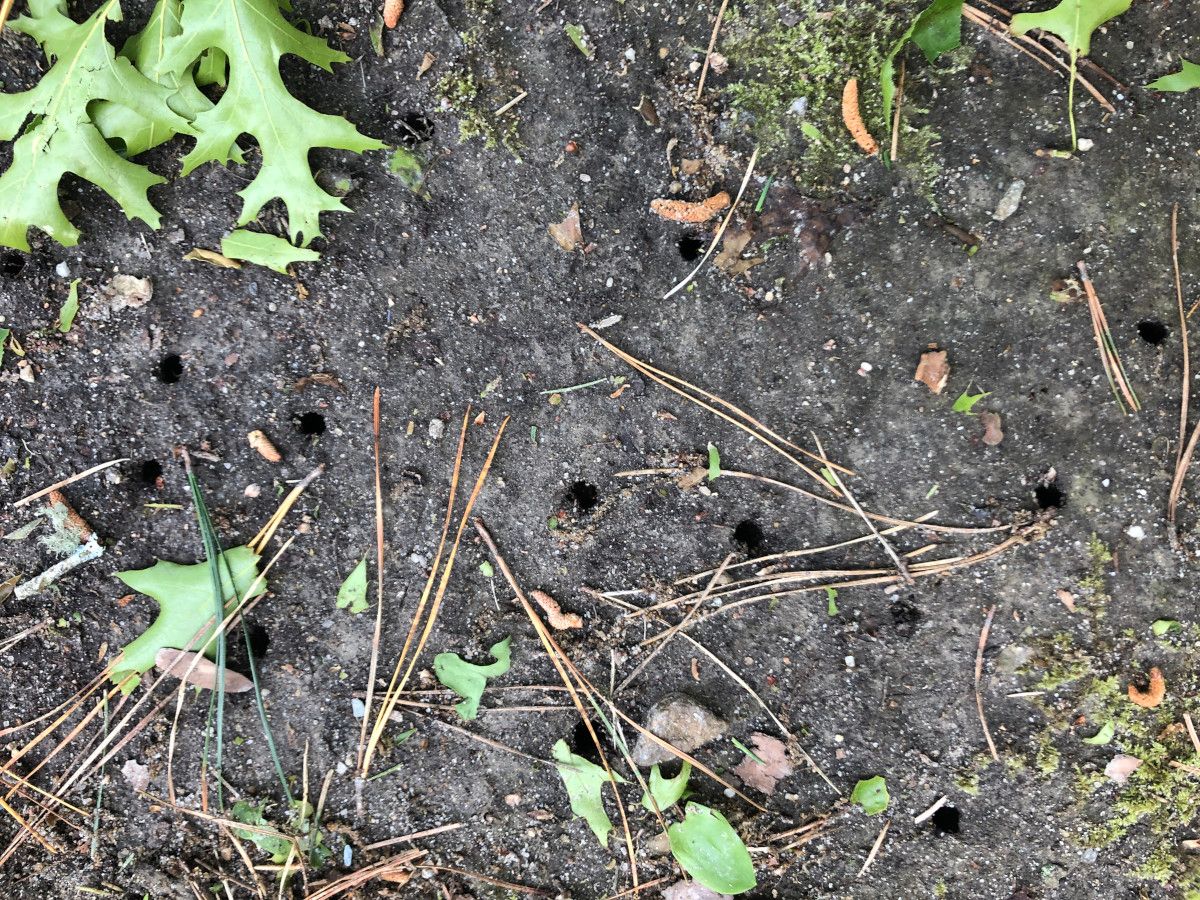 CicadaHoles.JPG