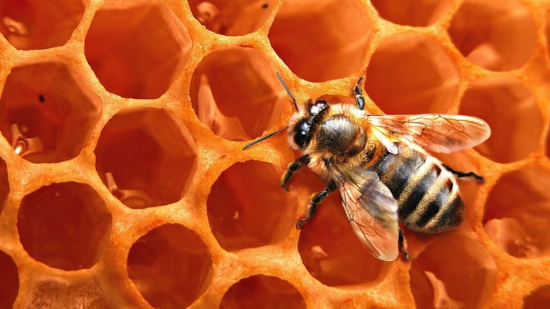 bee_hive.jpg