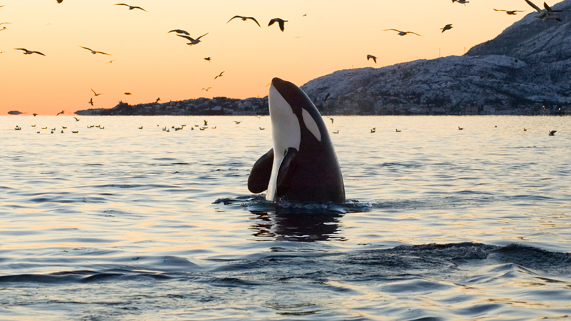 orca_hive01.png