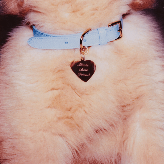 mans_best_friend02.png