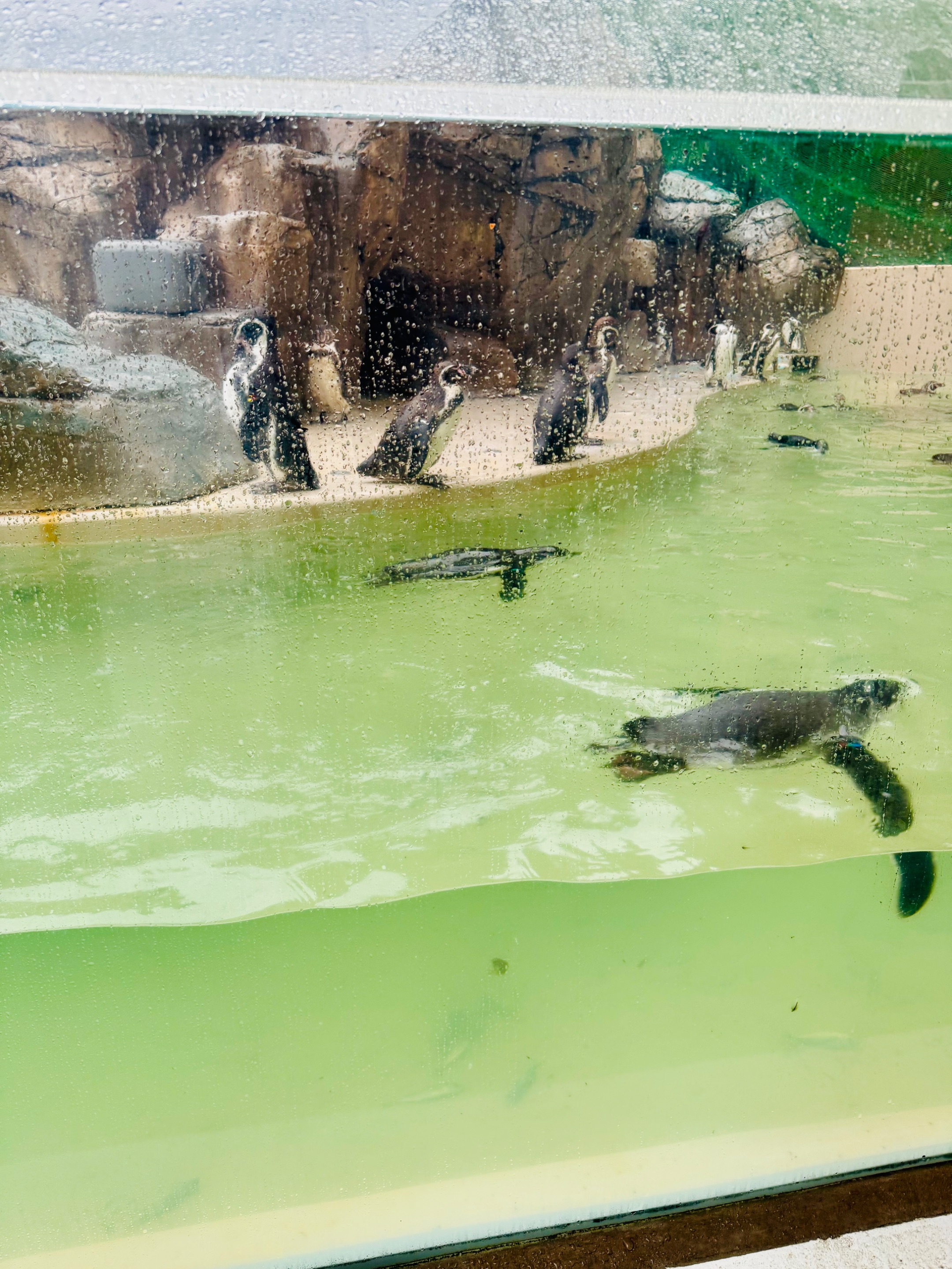 penguins enjoying their swim
