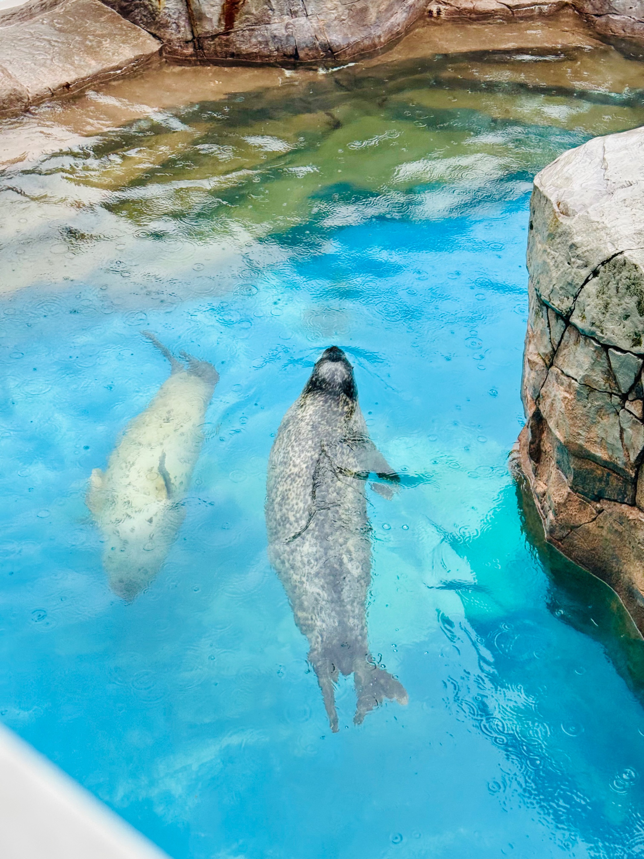 seals enjoying their bath