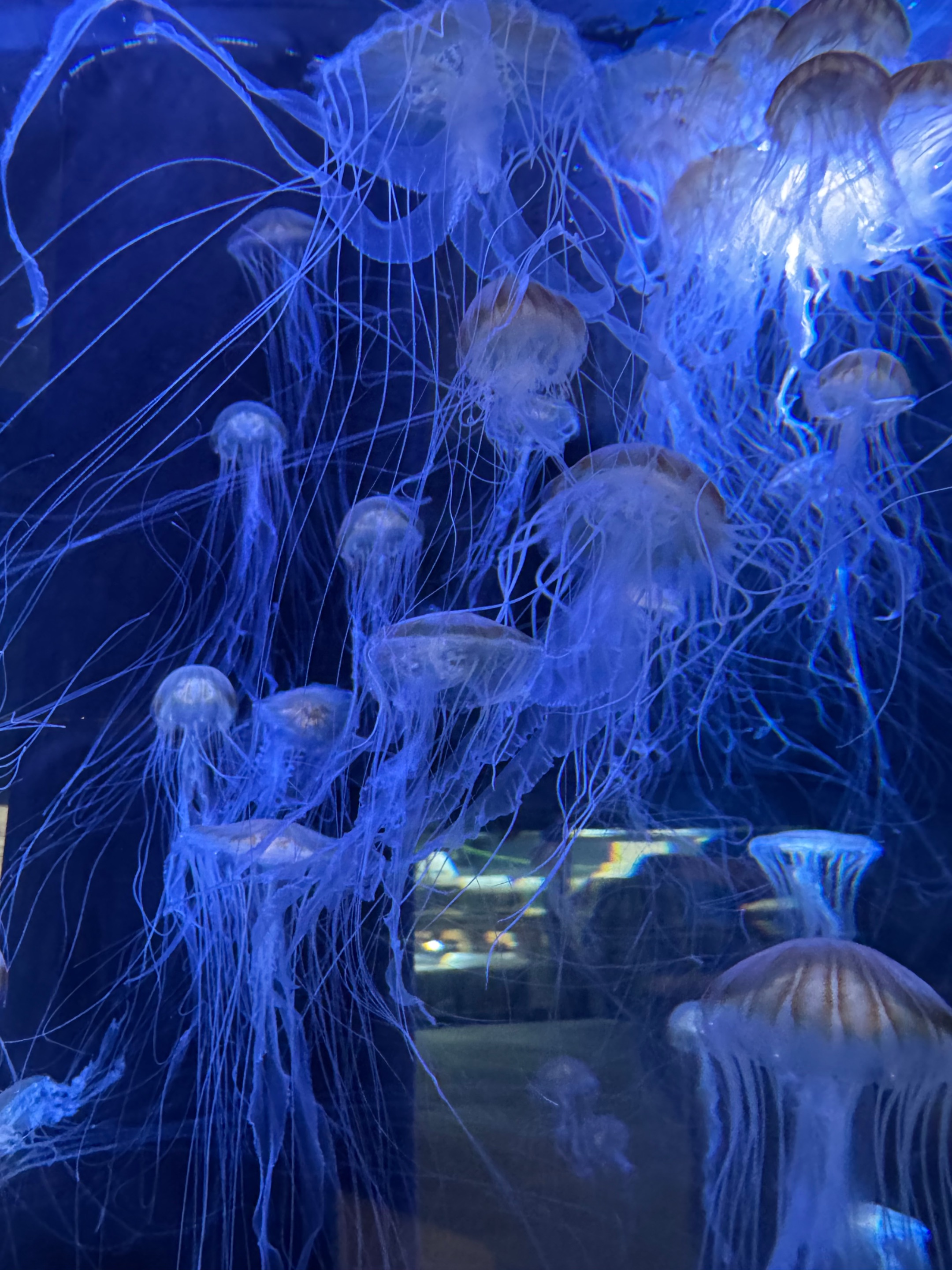 jellyfish
