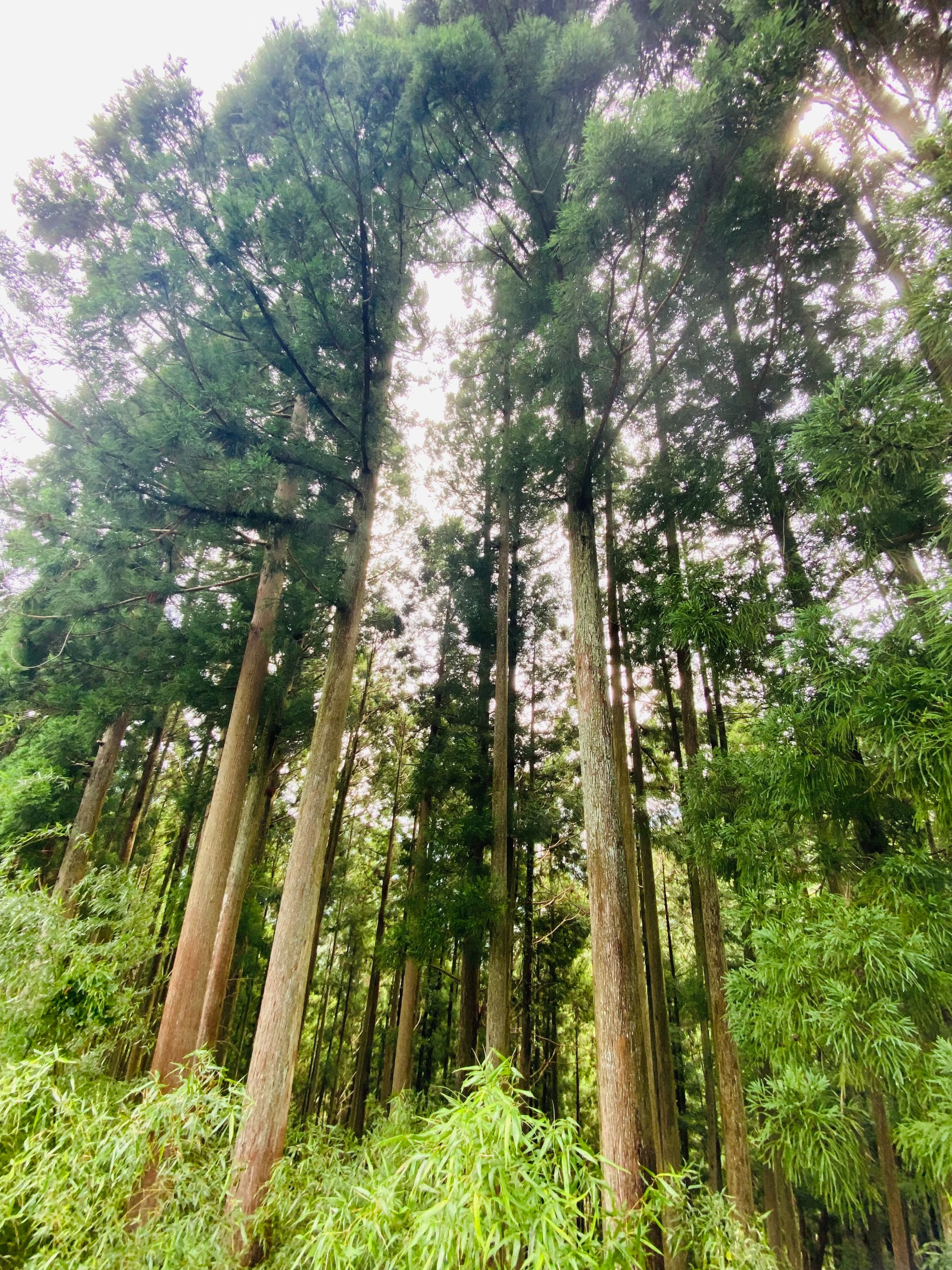 Big trees along the highway