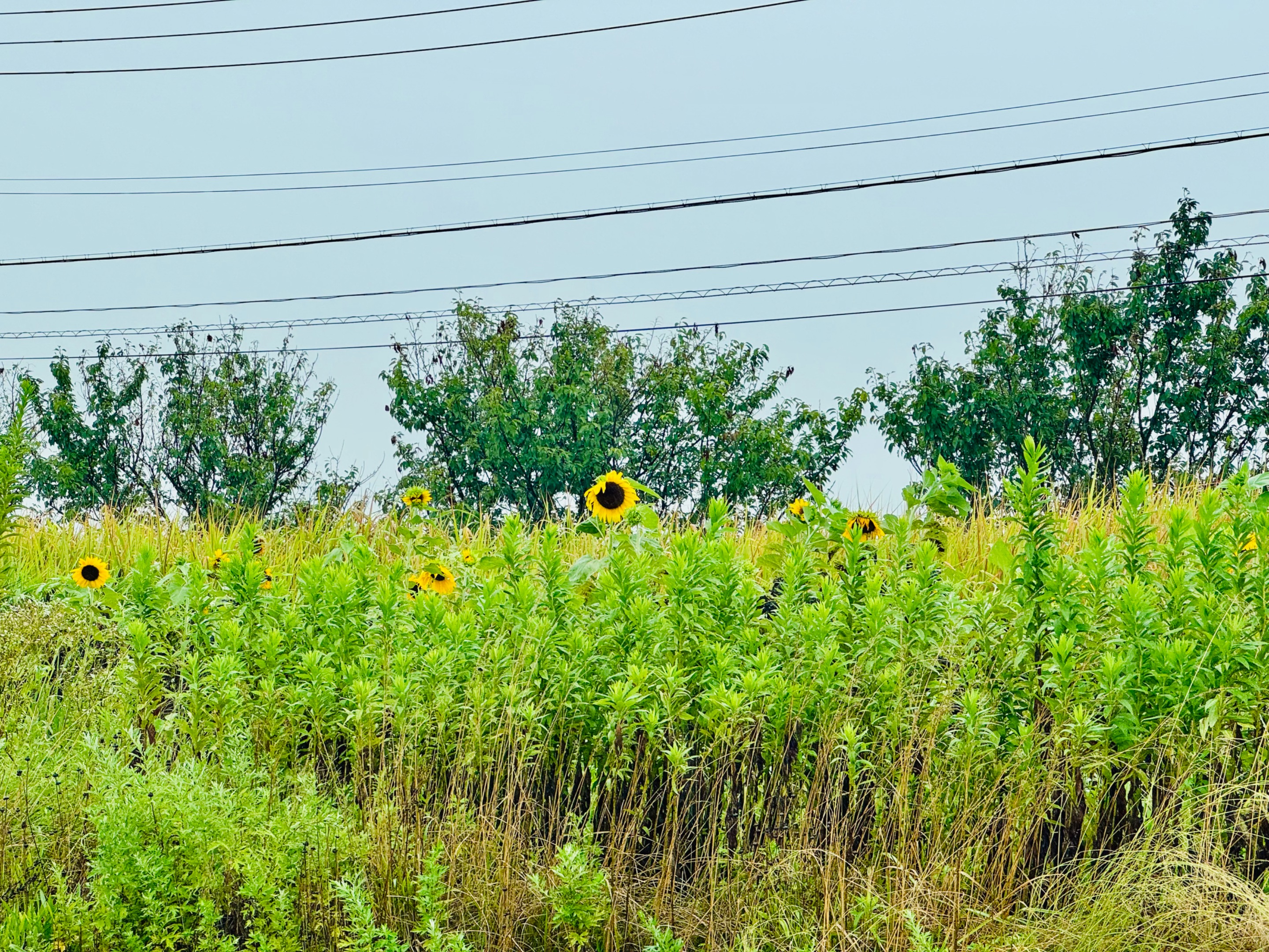 Sunflowers on the road