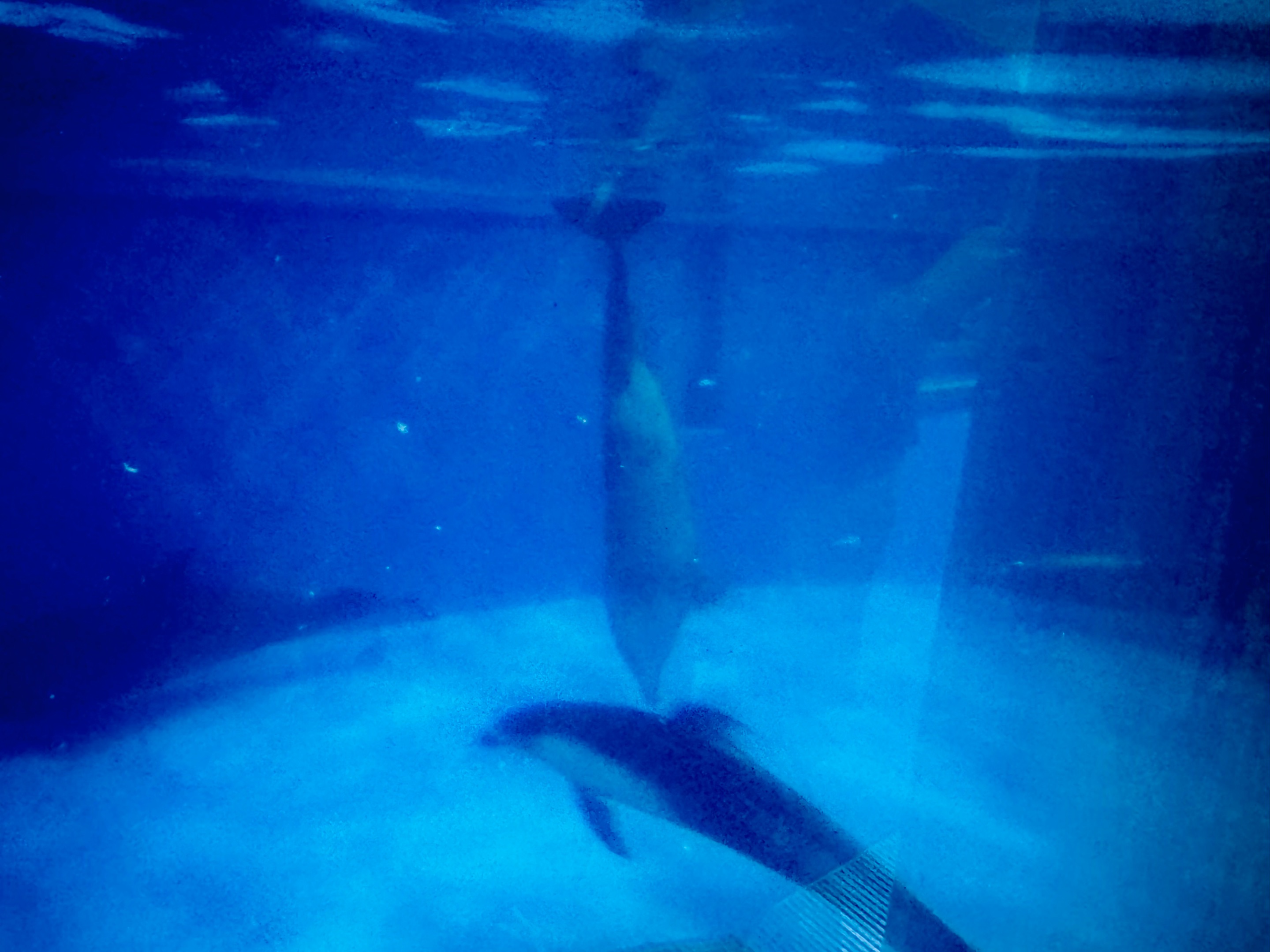 dolphins