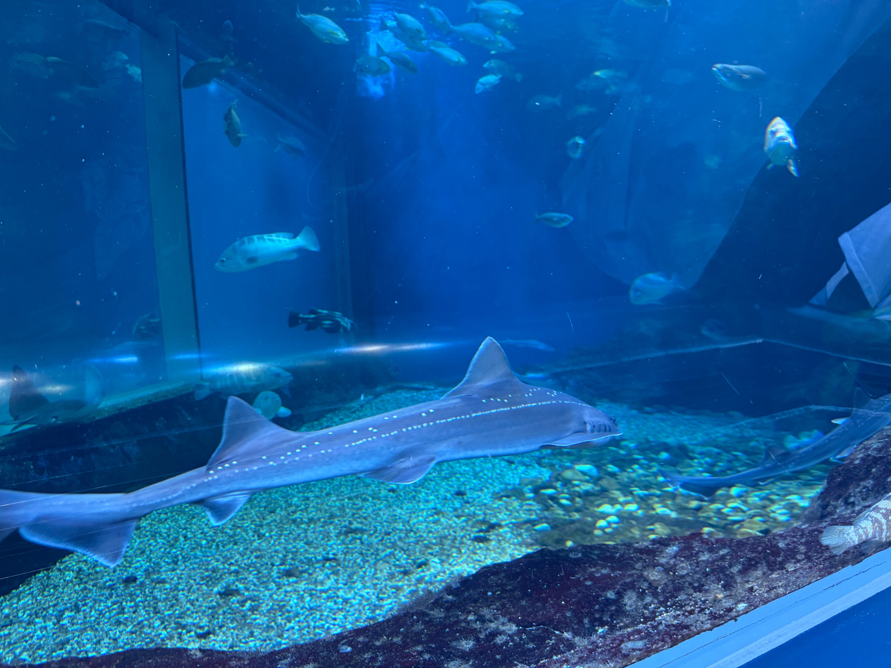 shark?
