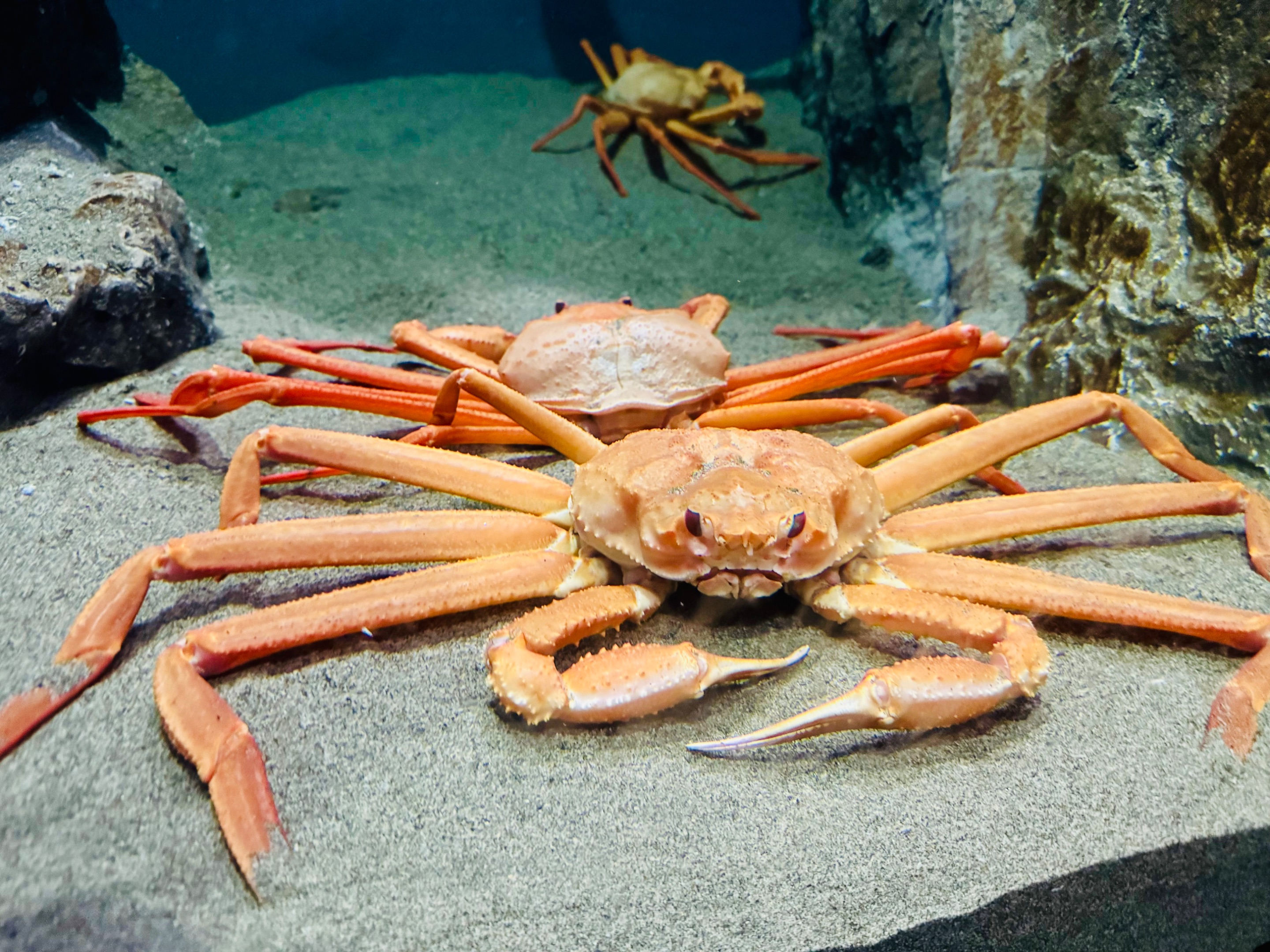 crab.jpg