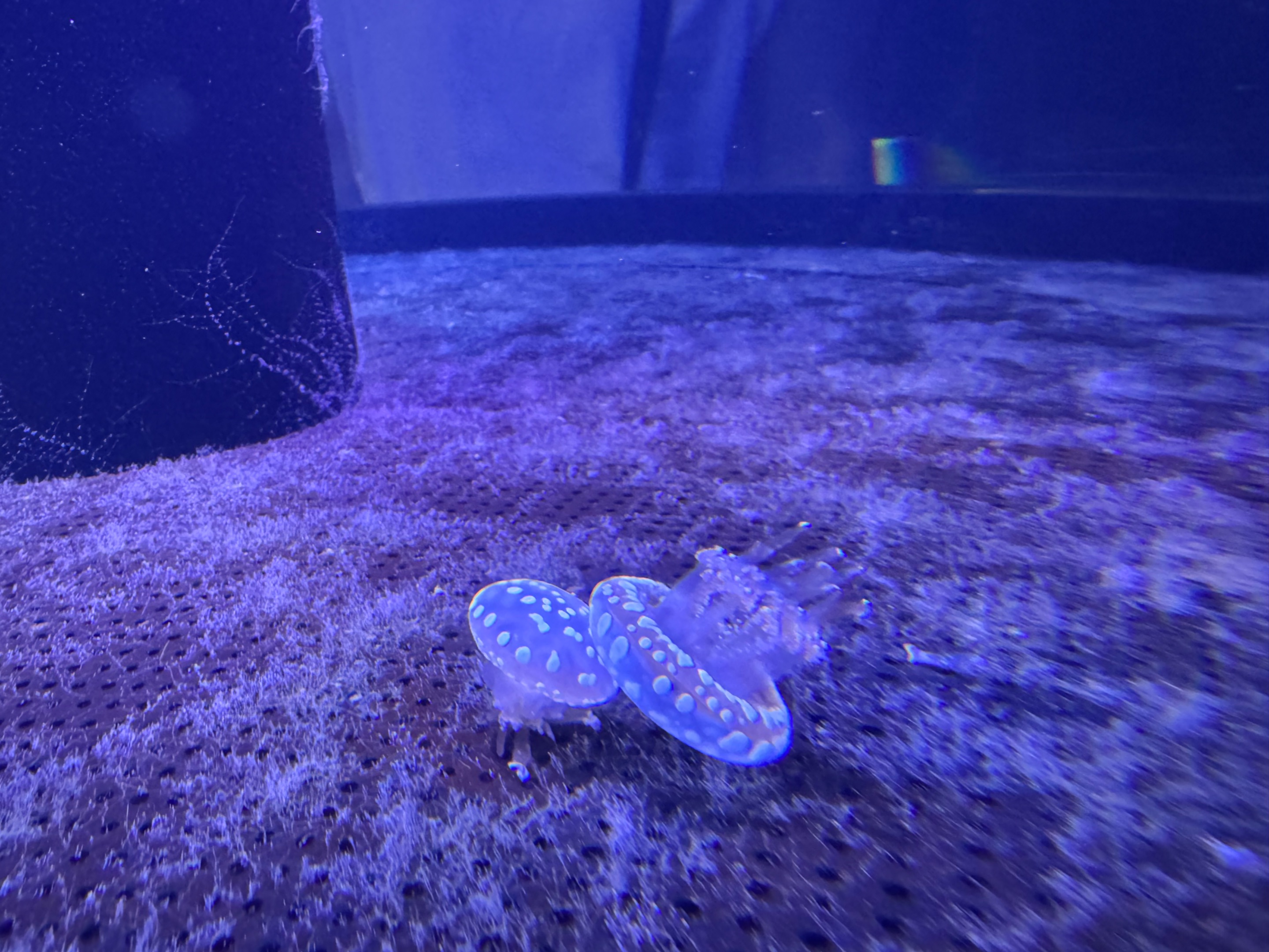 upside down jellyfish?