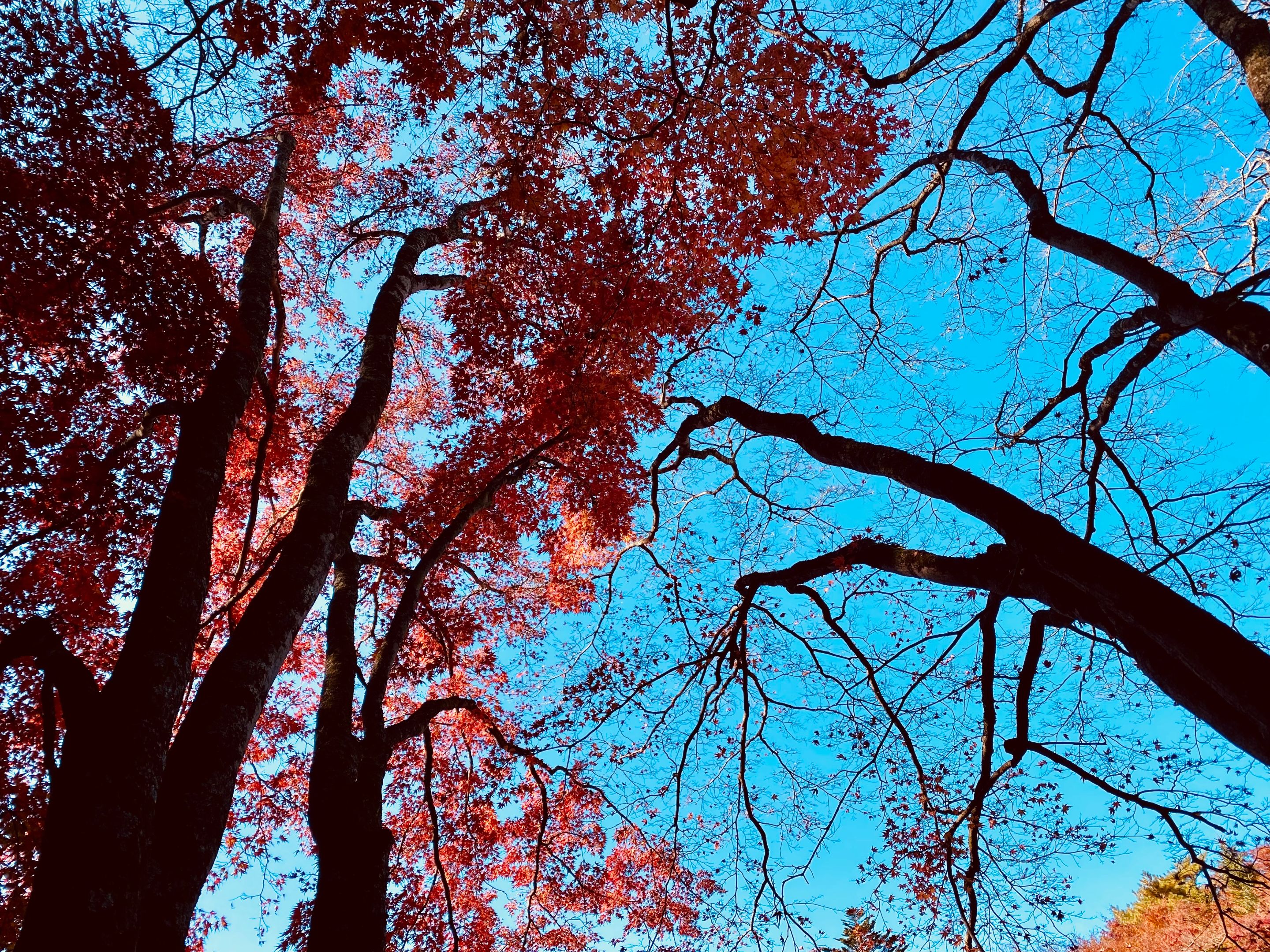 Looking up