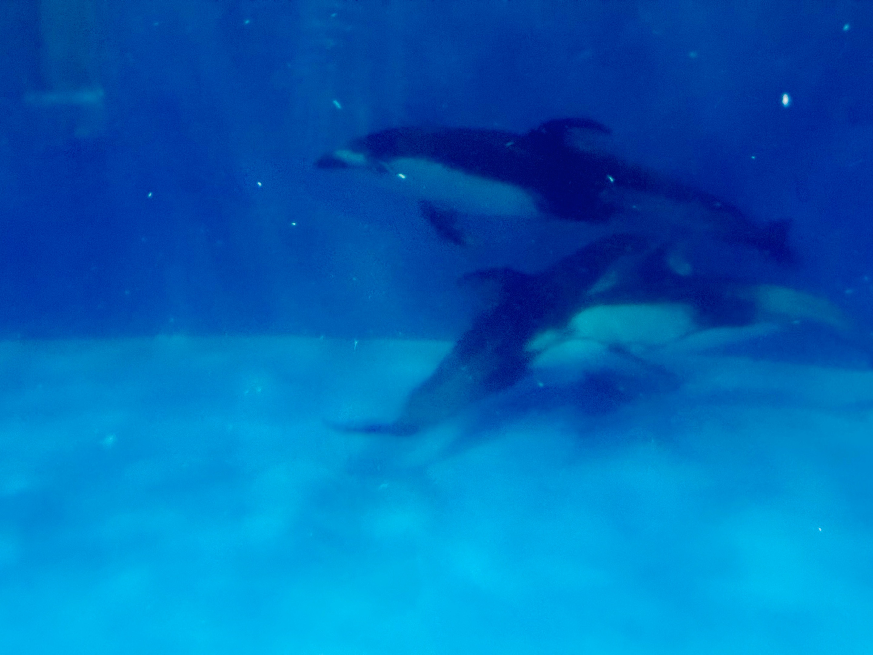 dolphins underwater