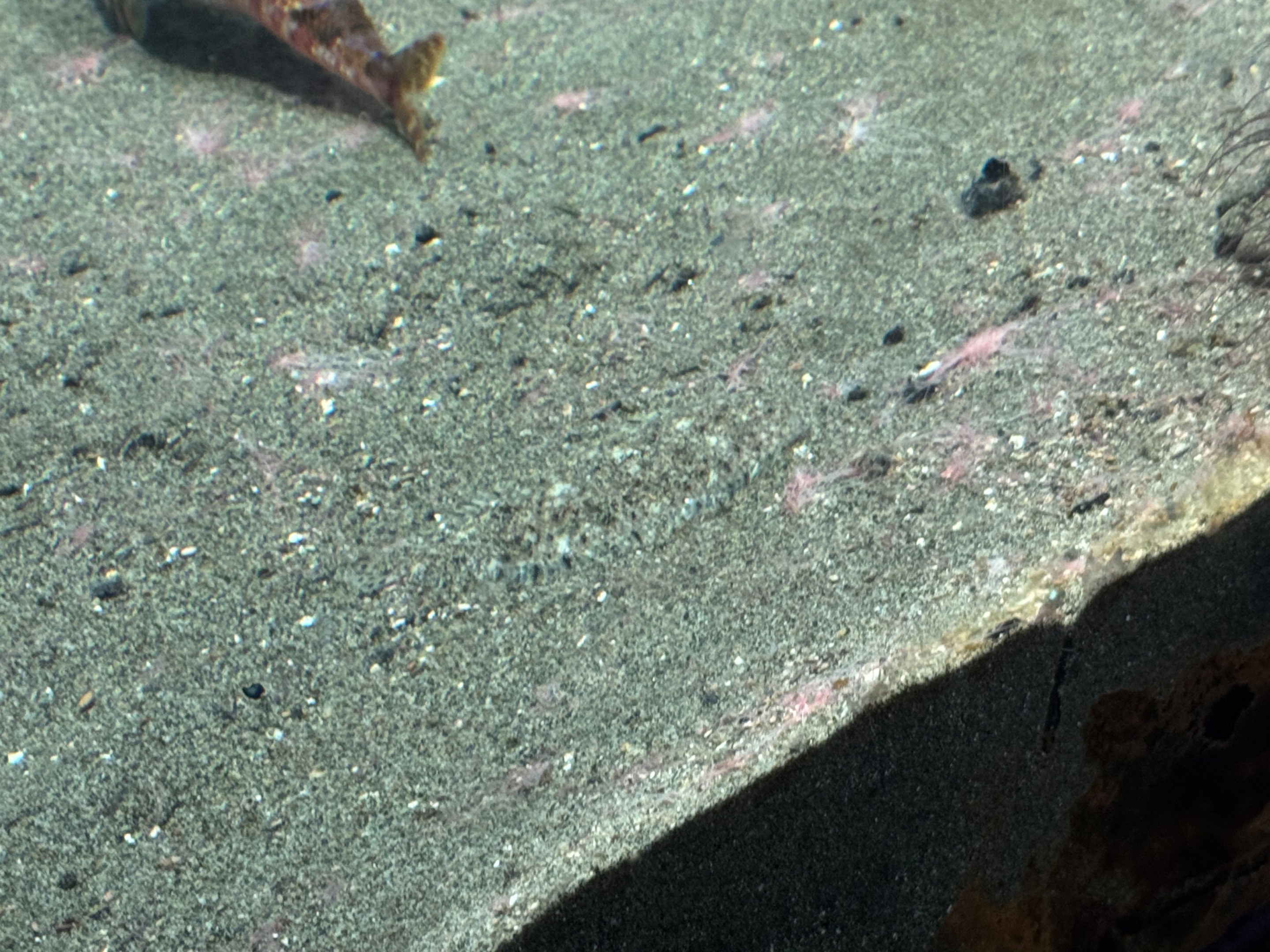 can you see where the fish is? camouflaging in the sand
