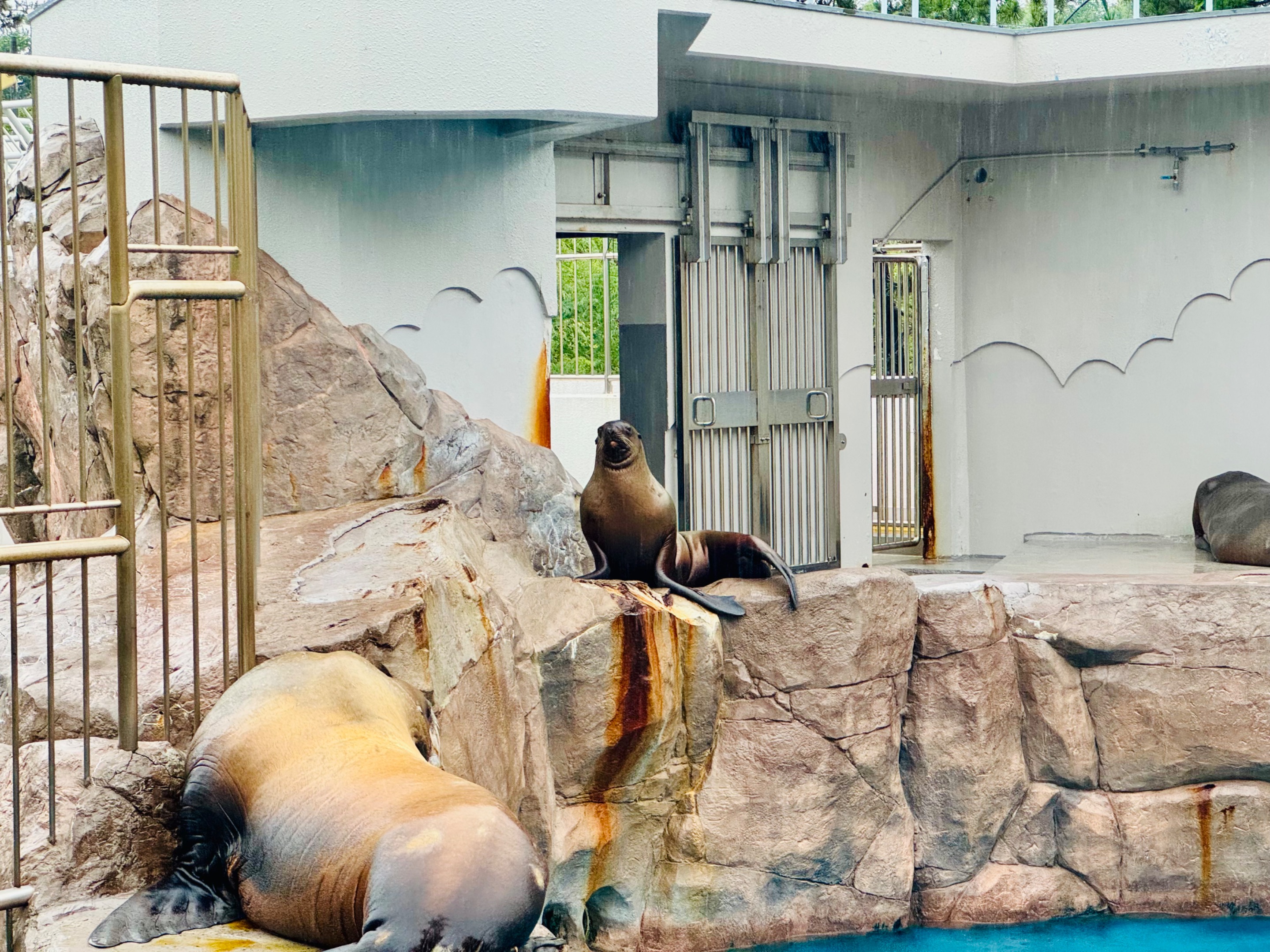 seals