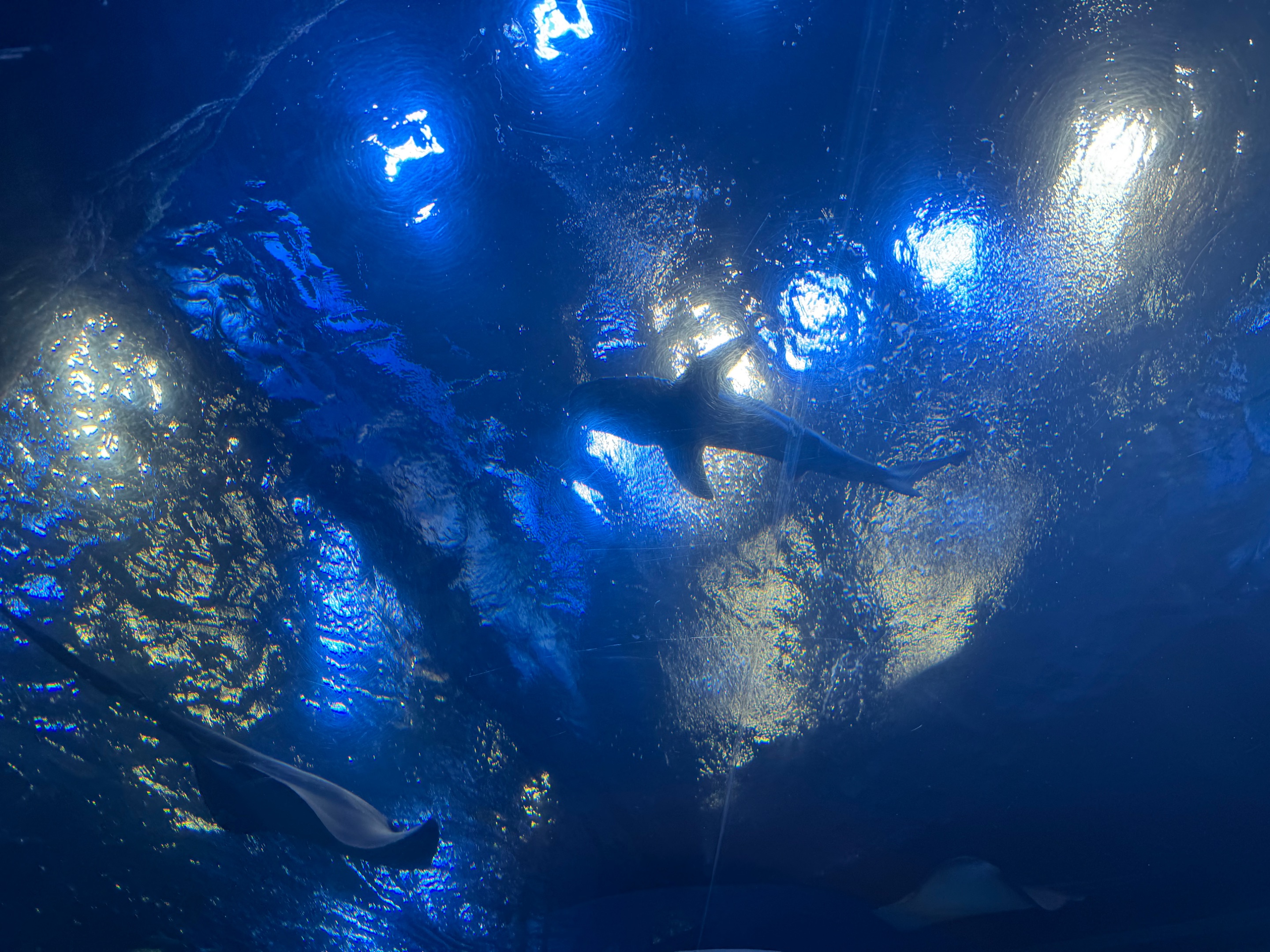 marine life~