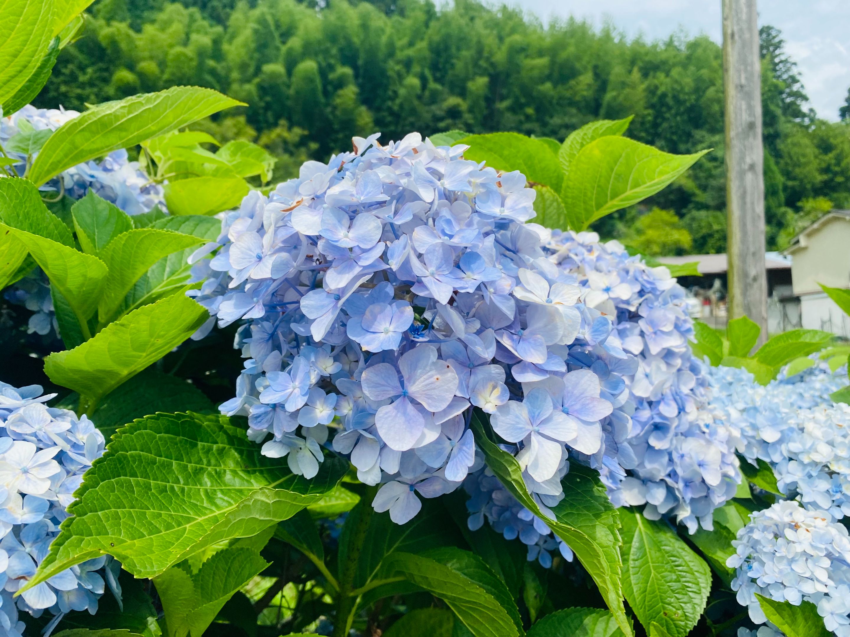 IMG_7703.jpeg