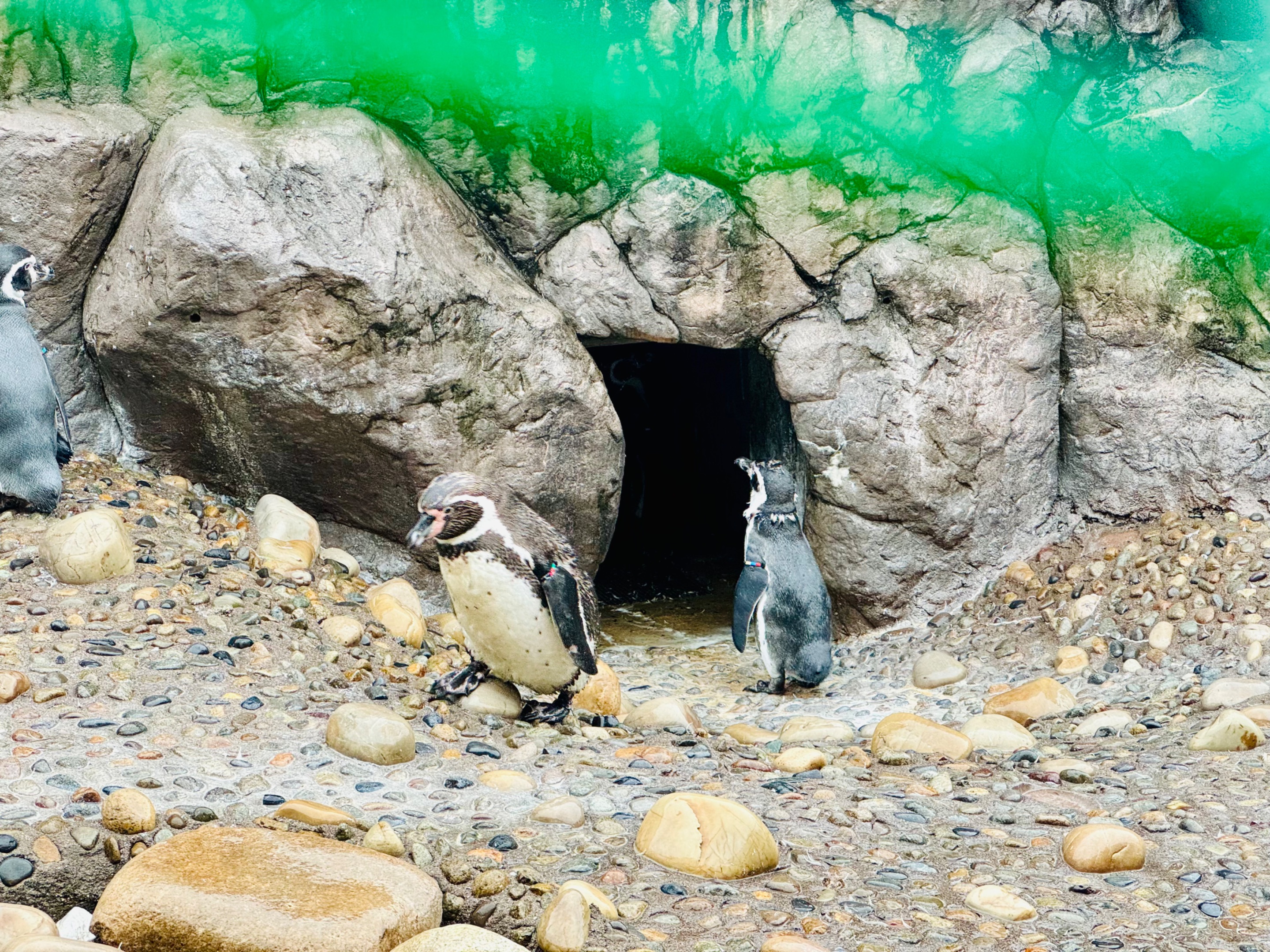 penguins in their "hotel"
