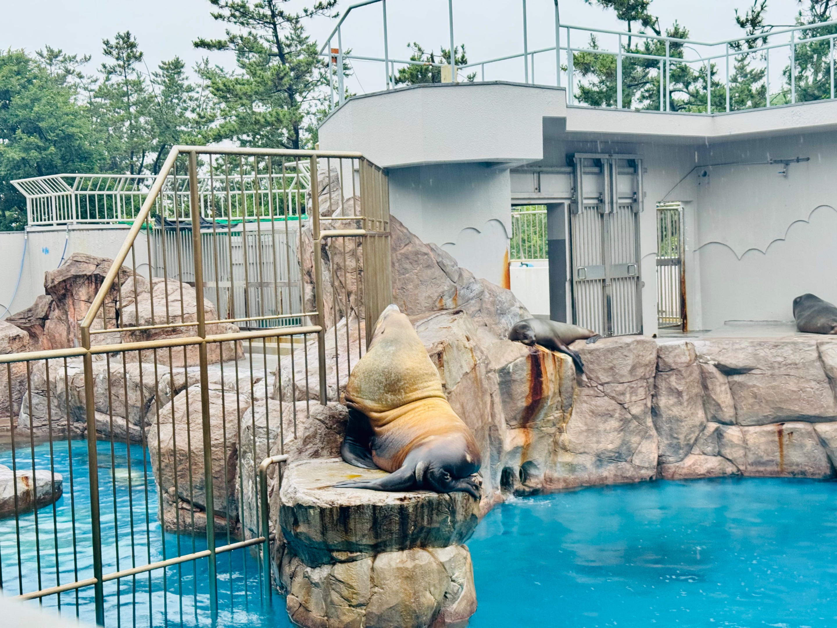 mother seal?