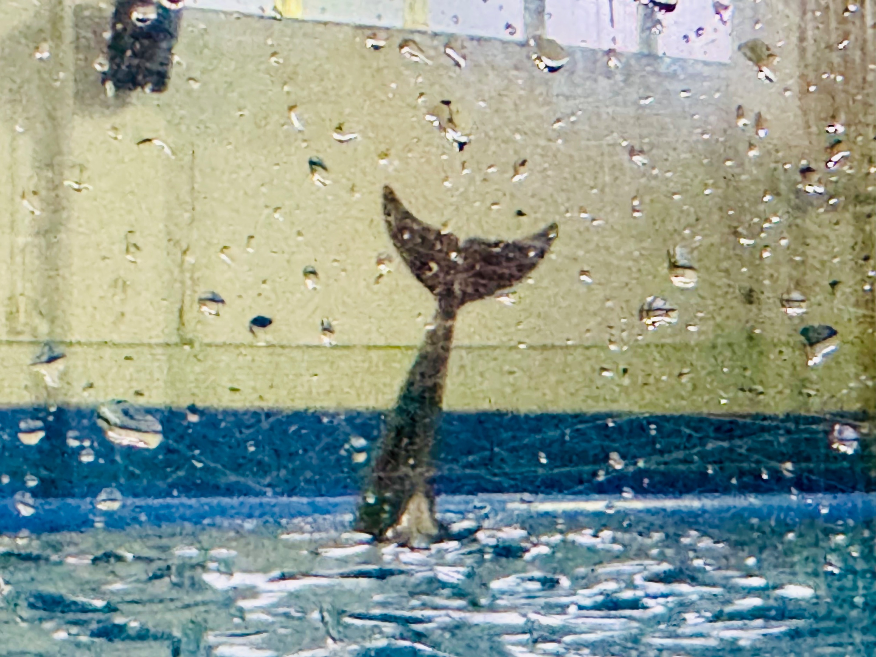 tail!