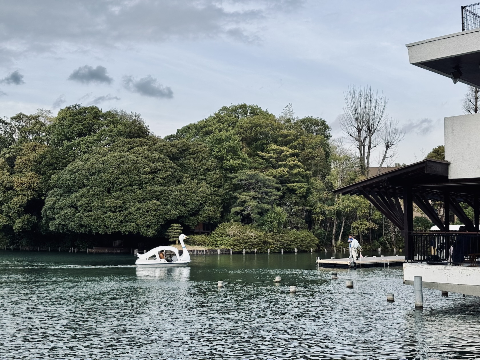 swan boat