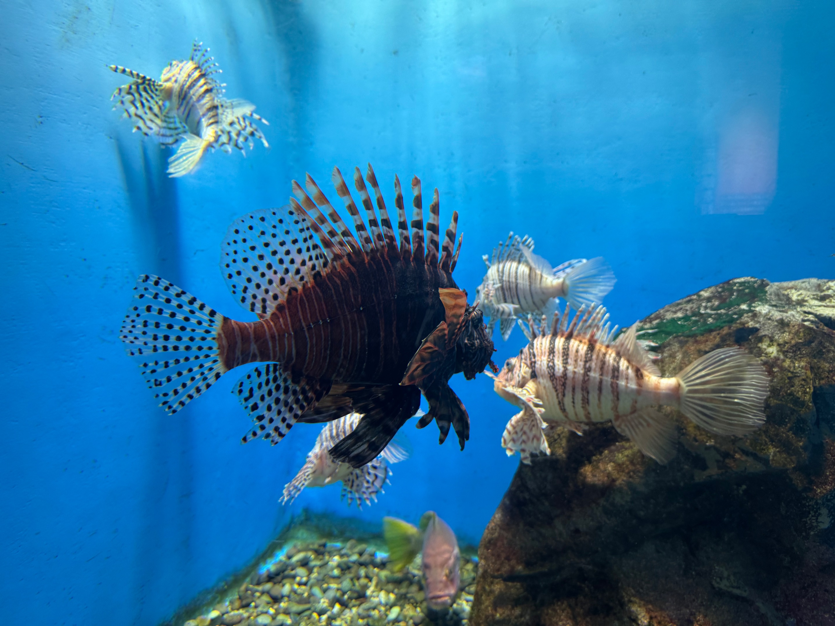 thorny fishes?
