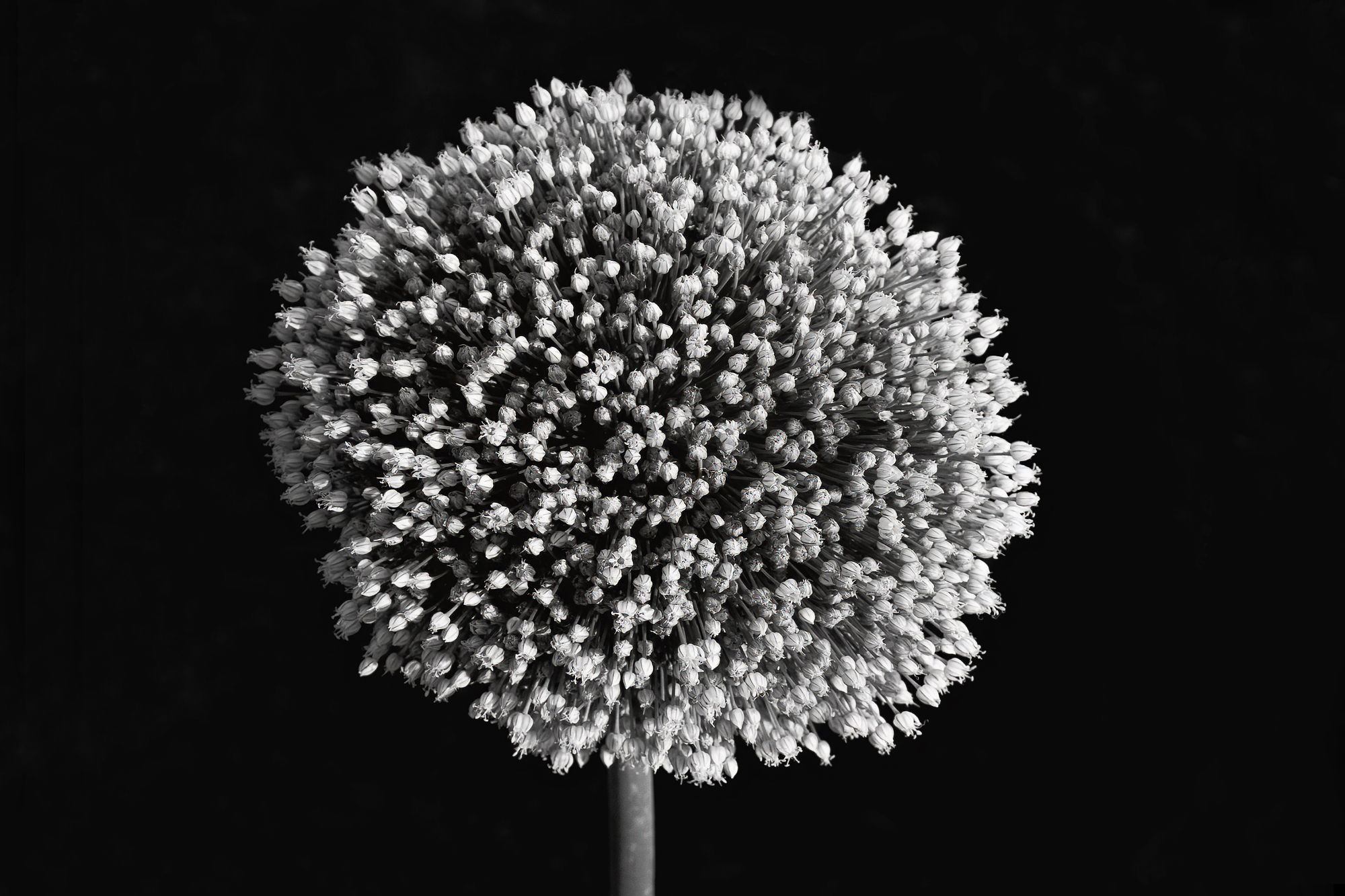 Untitled-1.jpg