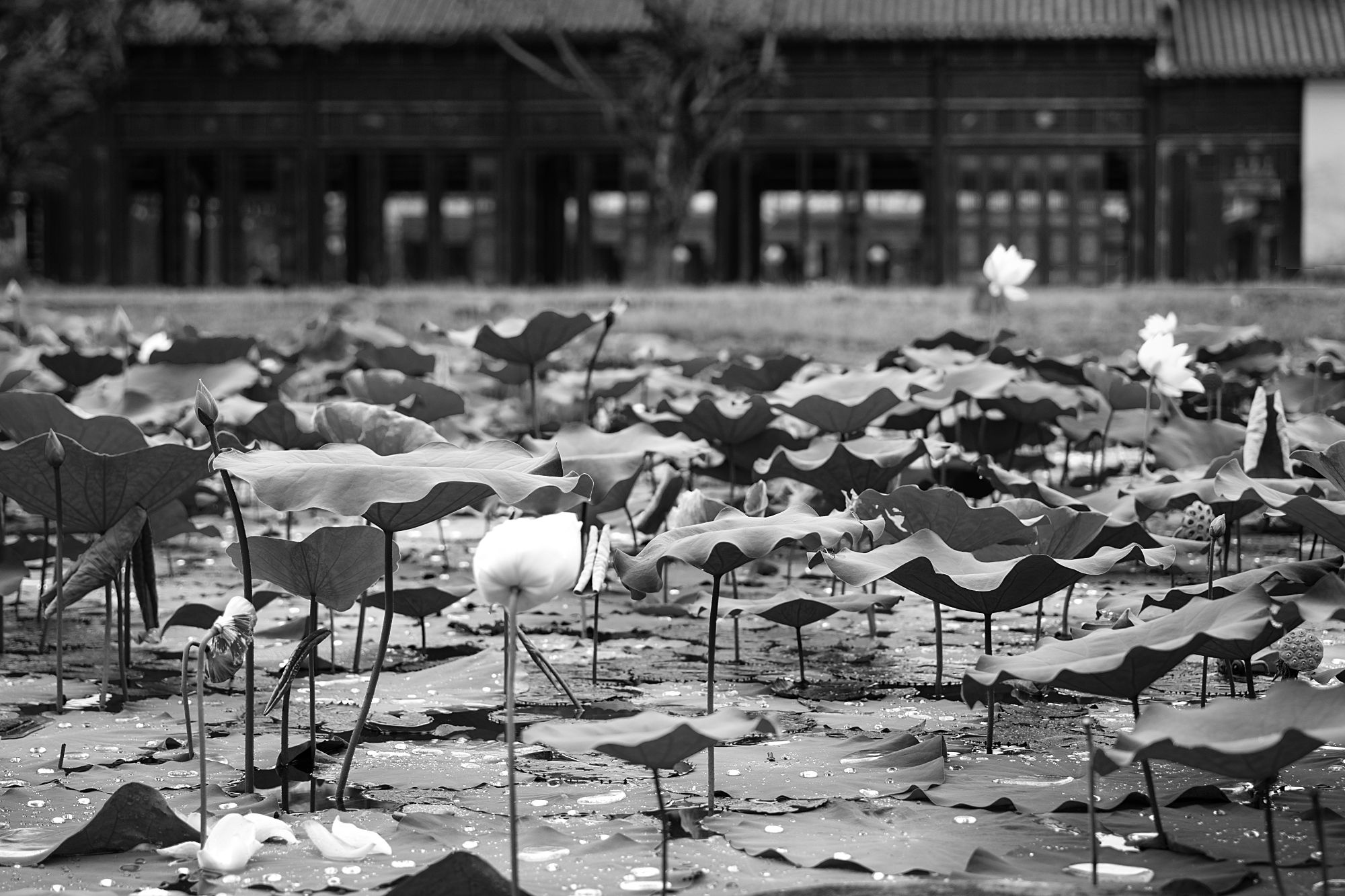 DSC08519-1.jpg