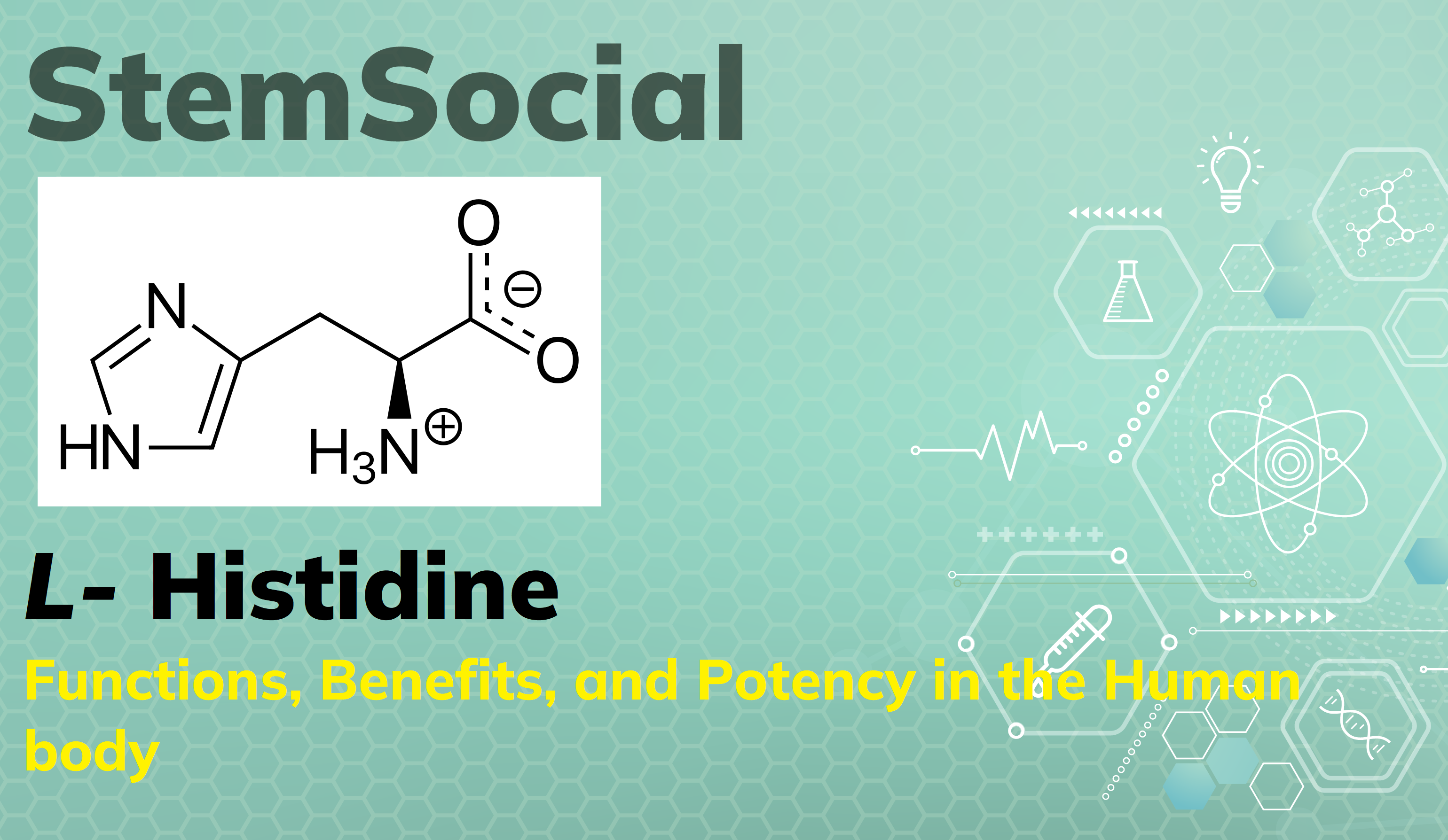 L- Histidine: Functions, Benefits, And Potency In The Human Body