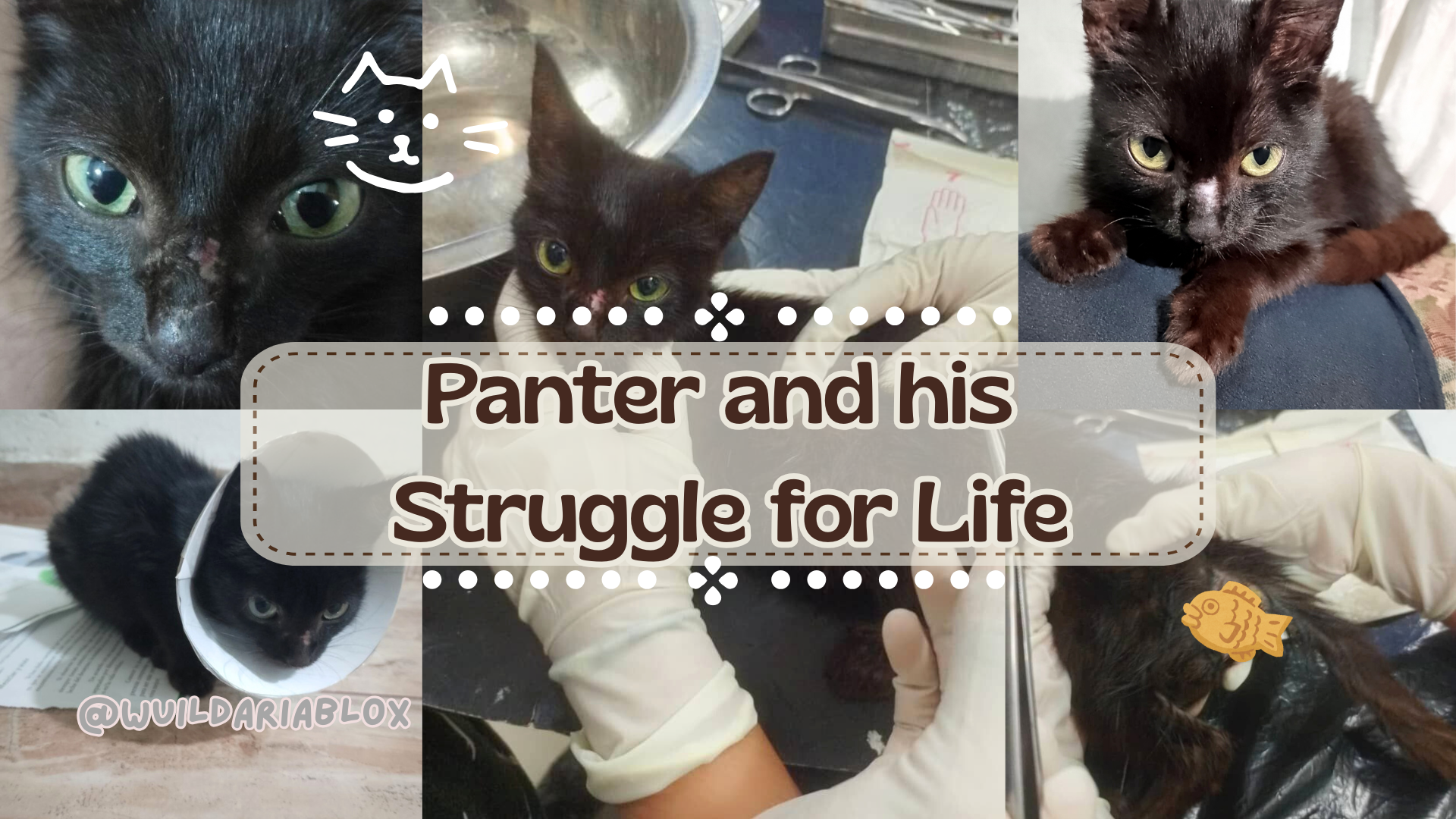Panter and his Zest for Life 🖤🐾[ENG - ESP]